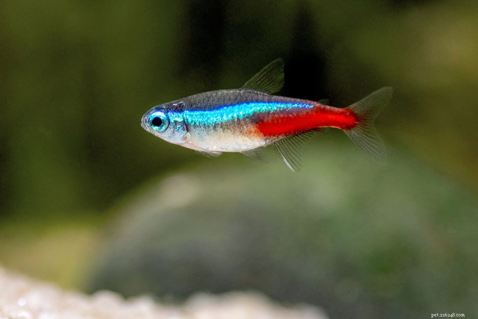 Neon Tetra: Comprehensive Profile & Care Guide