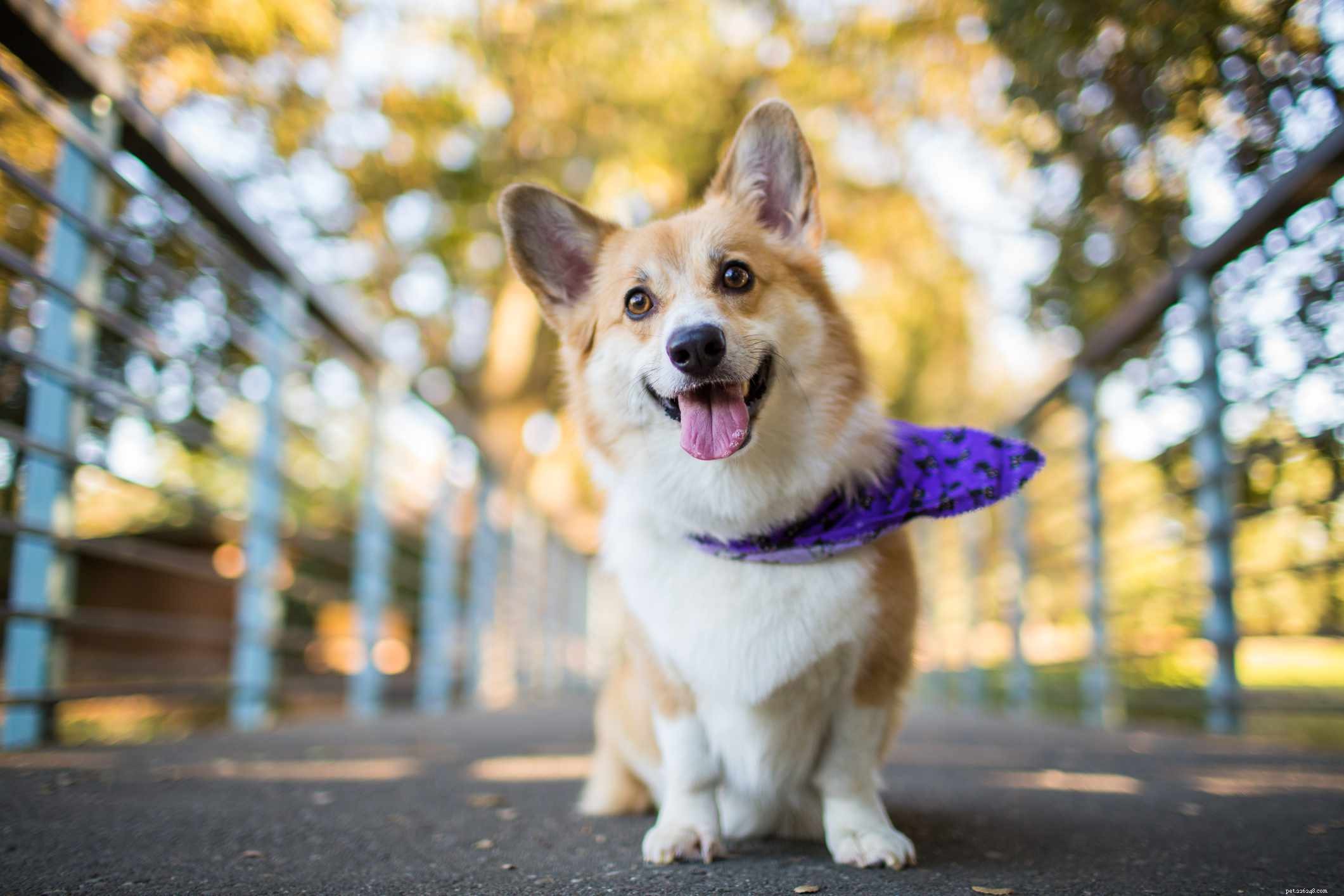 Top 10 Dog Breeds with Stunning Yellow Coats