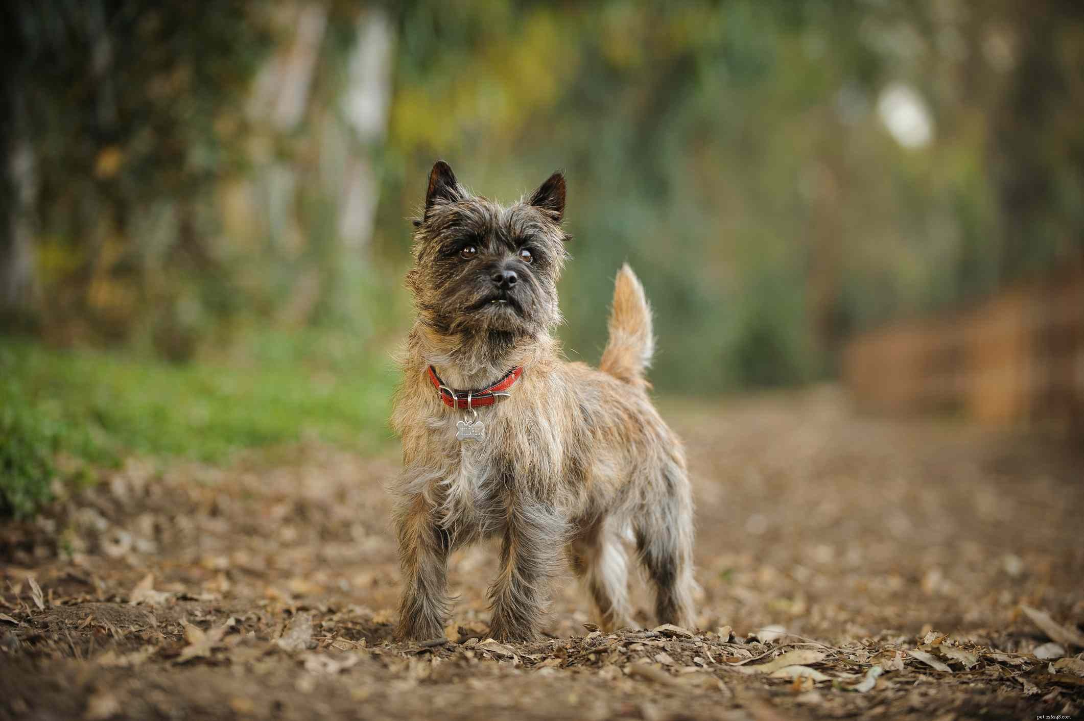 Top 10 Dog Breeds with Stunning Yellow Coats