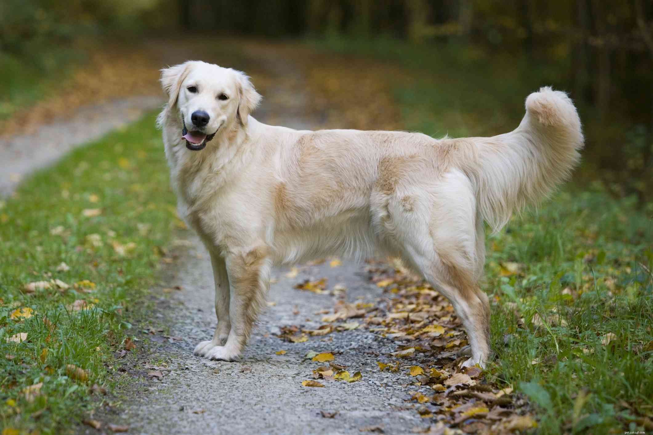 Top 10 Dog Breeds with Stunning Yellow Coats