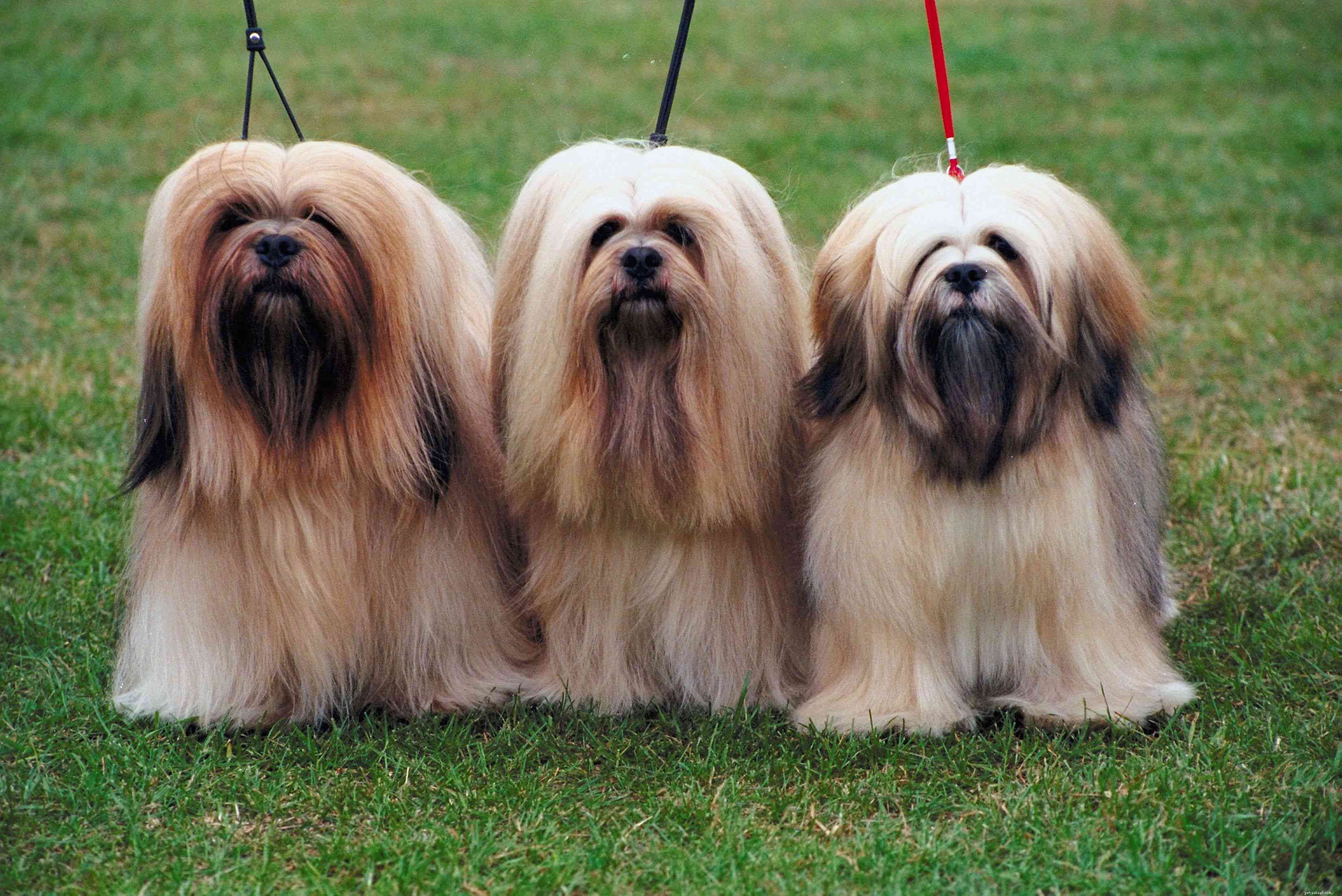 Top 10 Dog Breeds with Stunning Yellow Coats