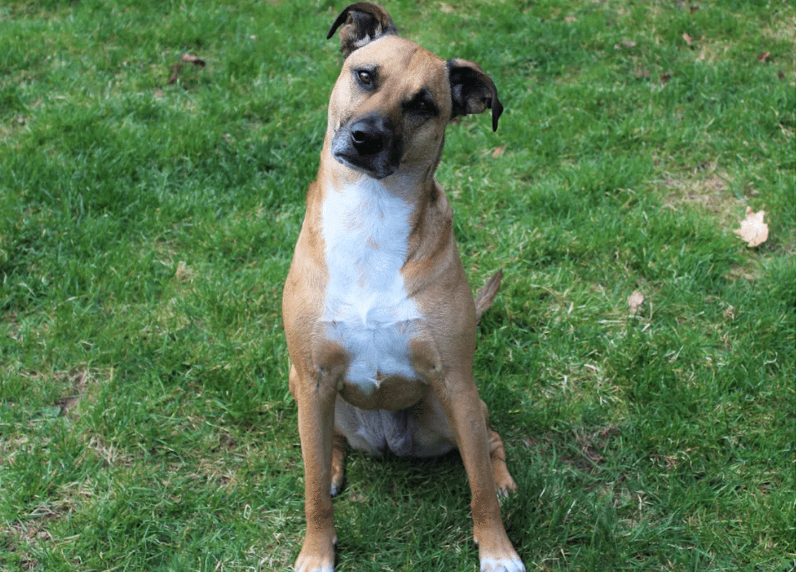 Top 10 Dog Breeds with Stunning Yellow Coats