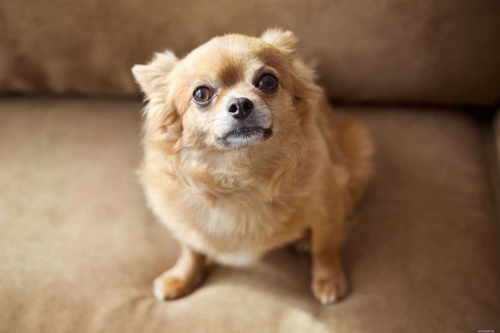 Top 10 Dog Breeds with Stunning Yellow Coats