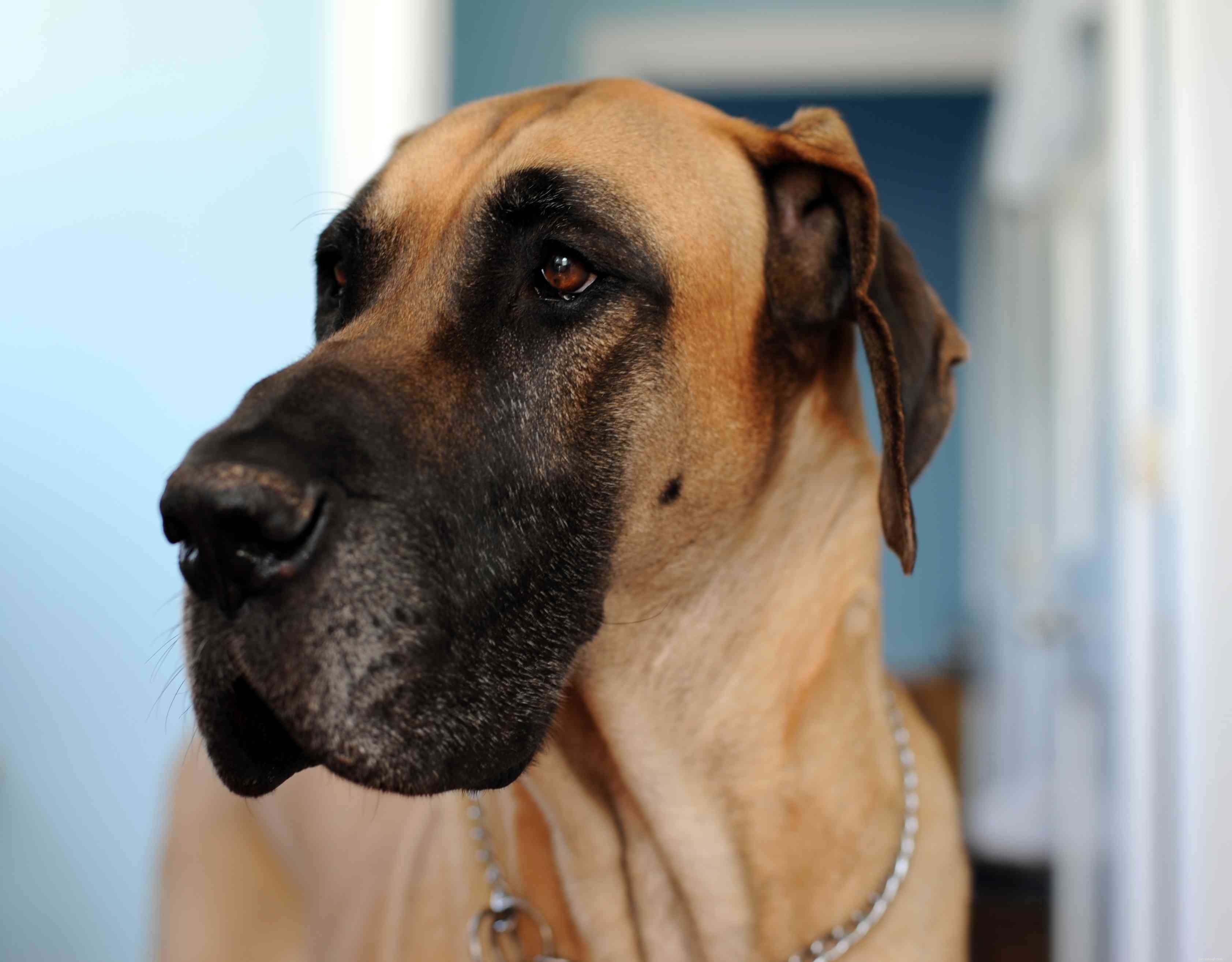 Top 10 Dog Breeds with Stunning Yellow Coats