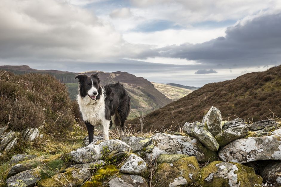 Top 14 Scottish Dog Breeds: Heritage, Temperament & Unique Traits