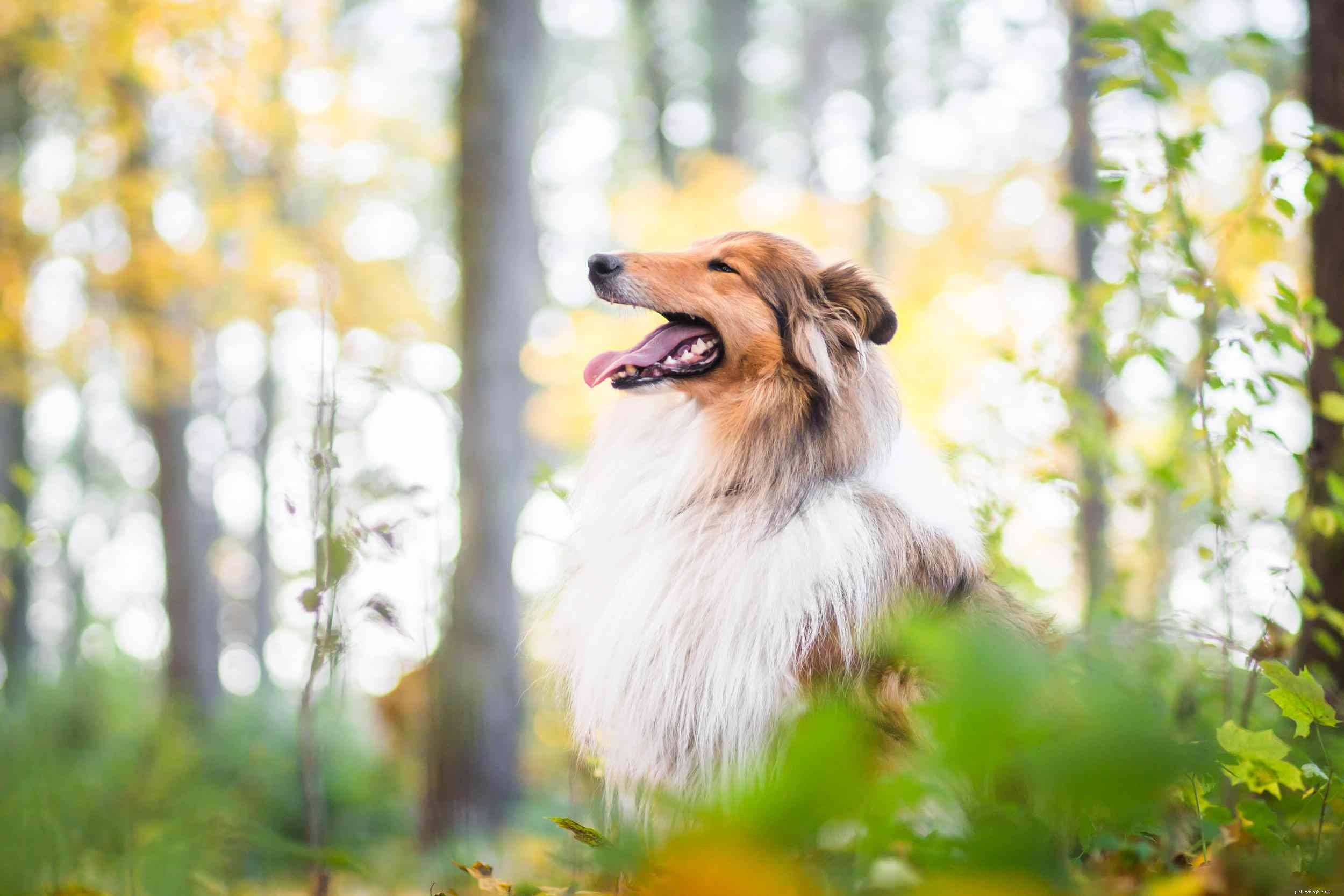 Top 14 Scottish Dog Breeds: Heritage, Temperament & Unique Traits