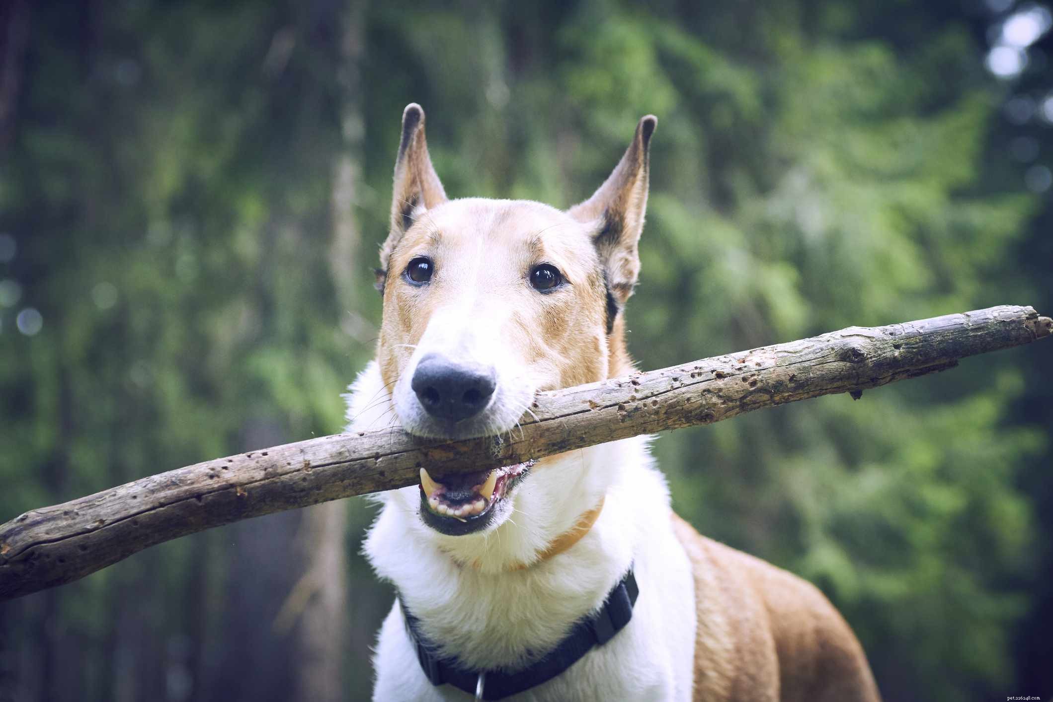 Top 14 Scottish Dog Breeds: Heritage, Temperament & Unique Traits