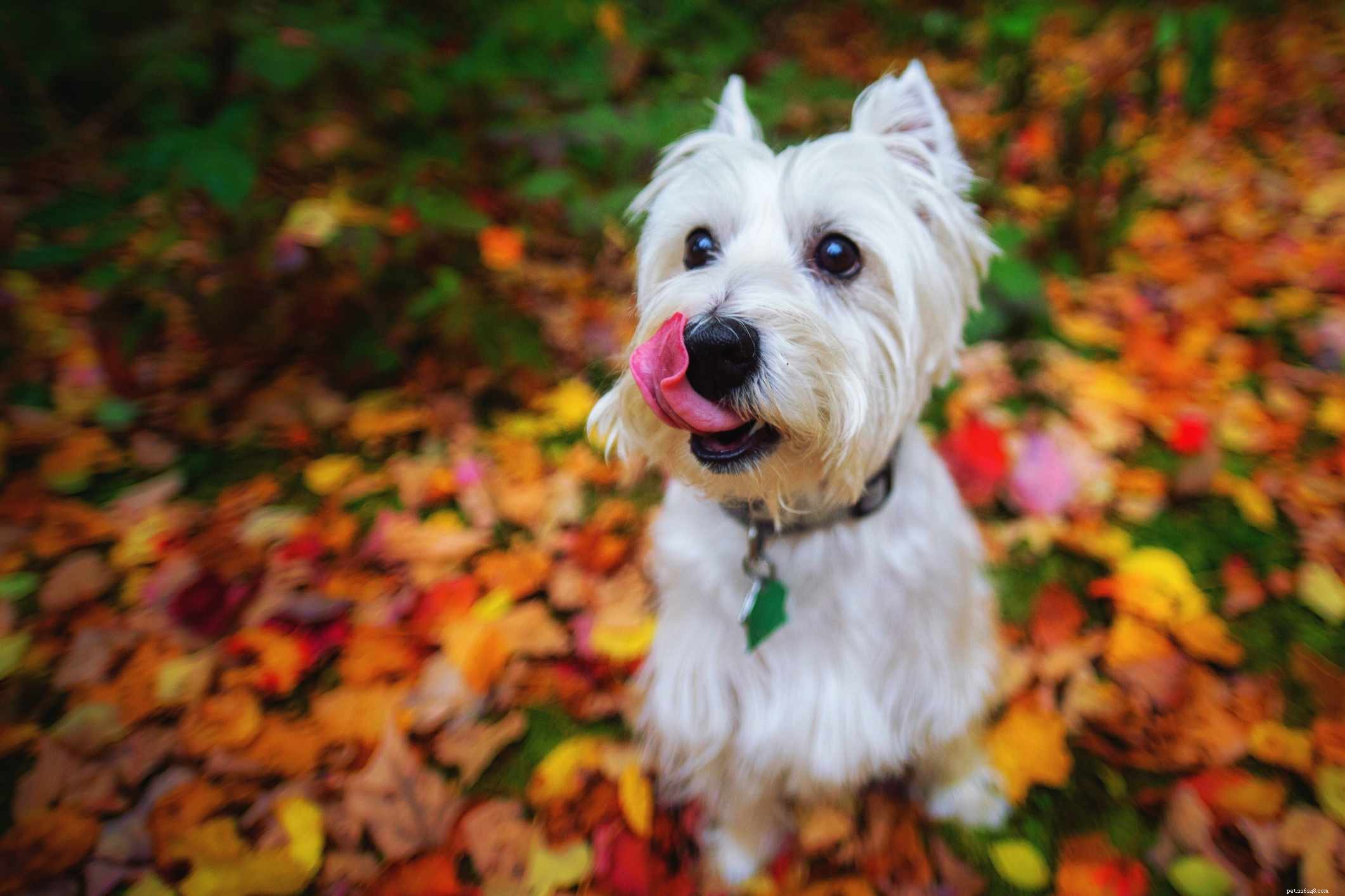 Top 14 Scottish Dog Breeds: Heritage, Temperament & Unique Traits