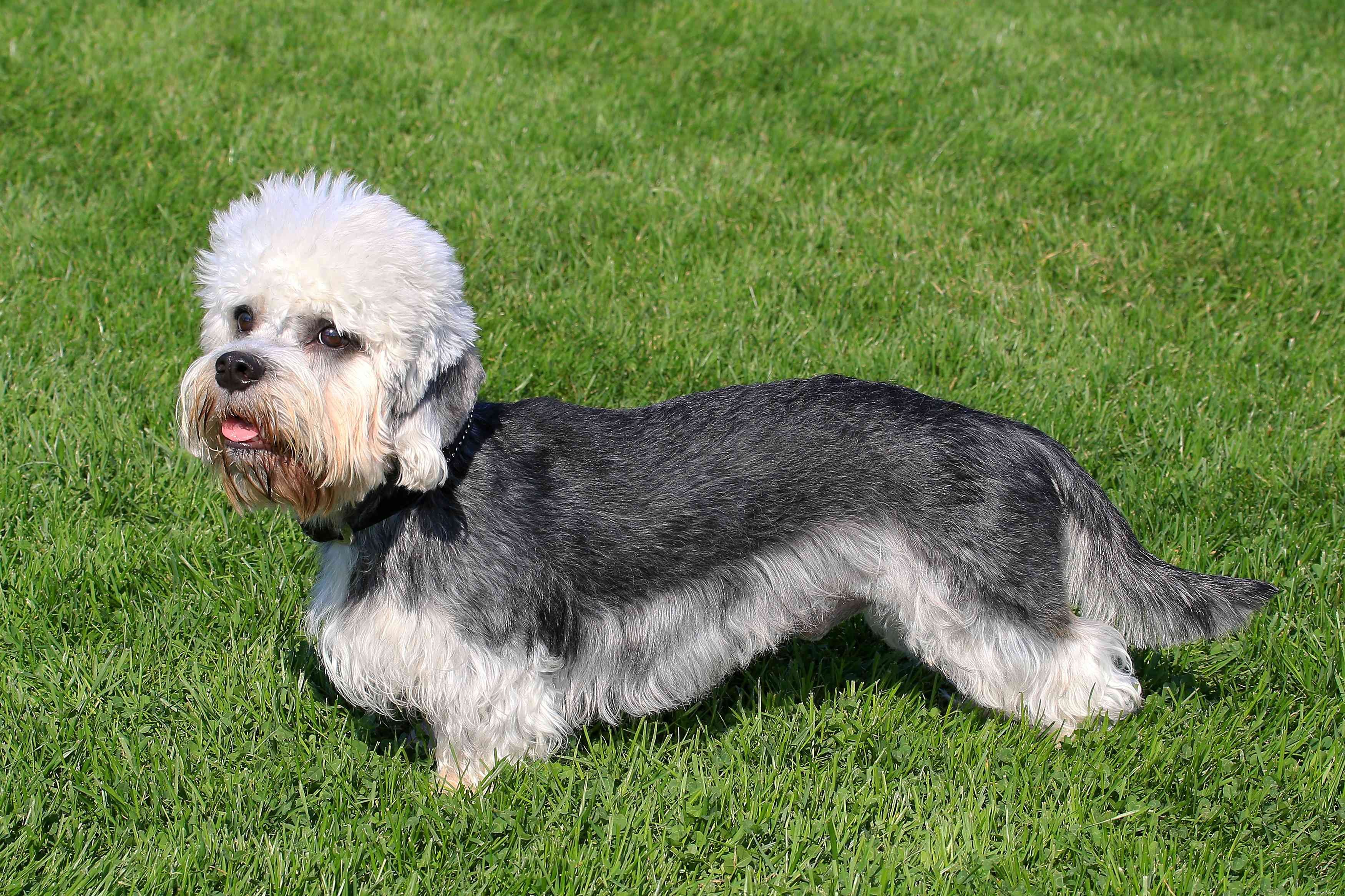 Top 14 Scottish Dog Breeds: Heritage, Temperament & Unique Traits