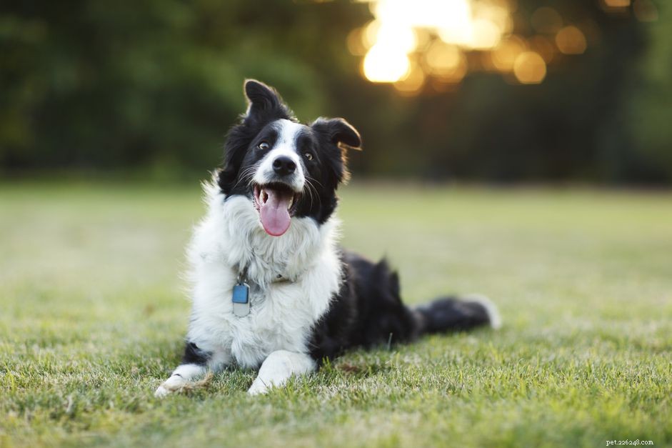 10 Dog Breeds That Demand Extra Care and Attention