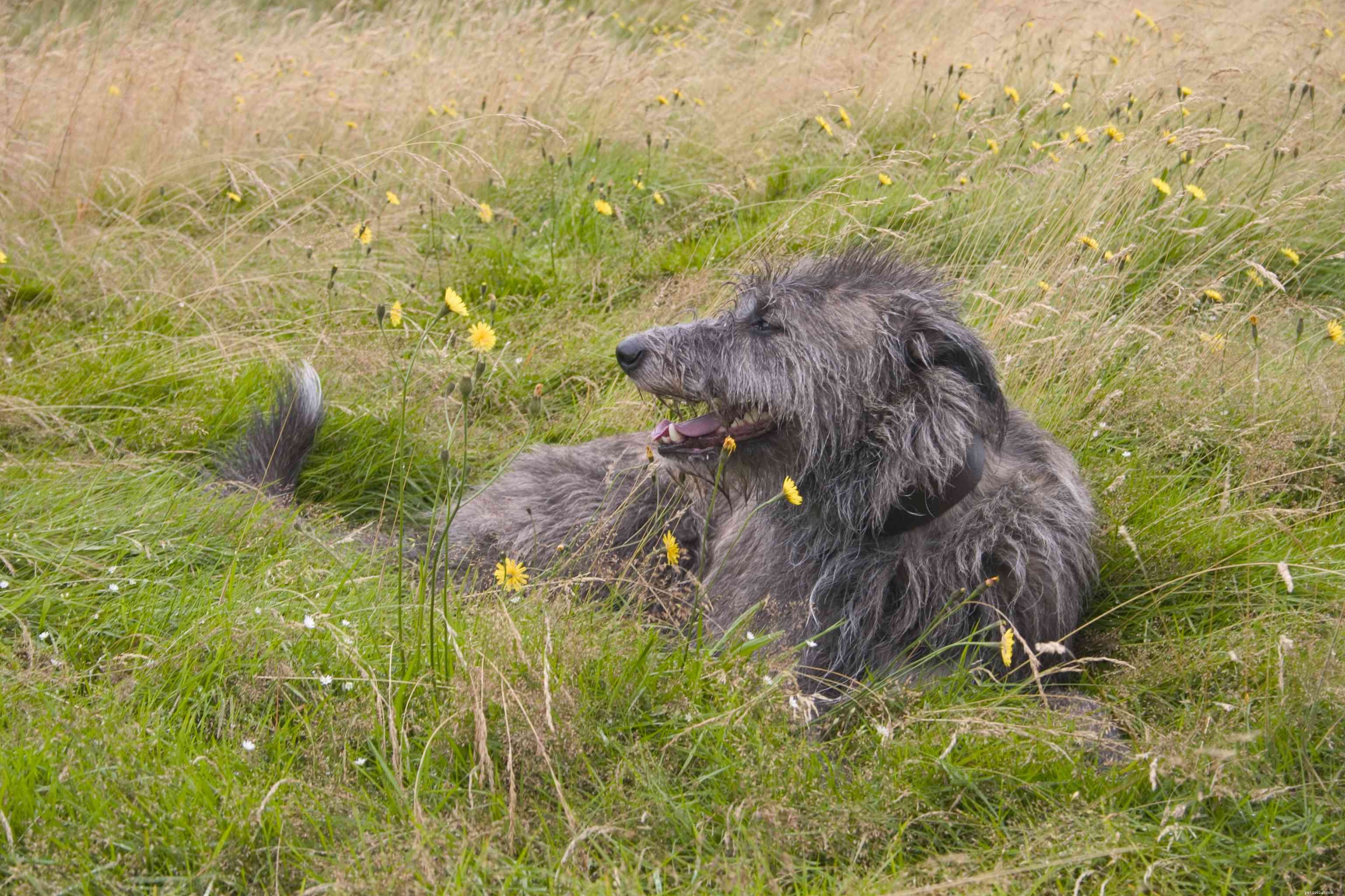 Top 14 Scottish Dog Breeds: Heritage, Temperament & Unique Traits