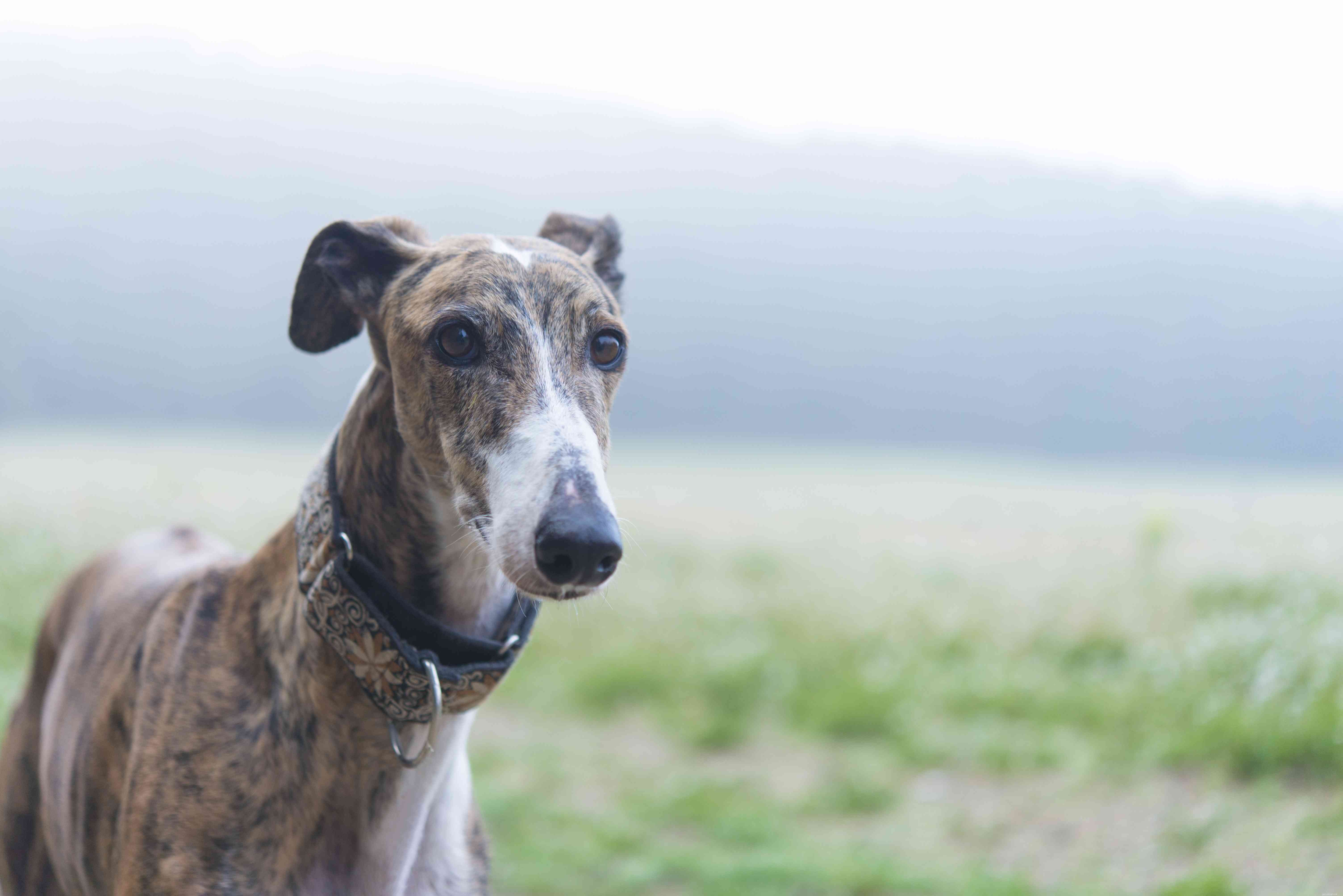 10 Dog Breeds That Demand Extra Care and Attention