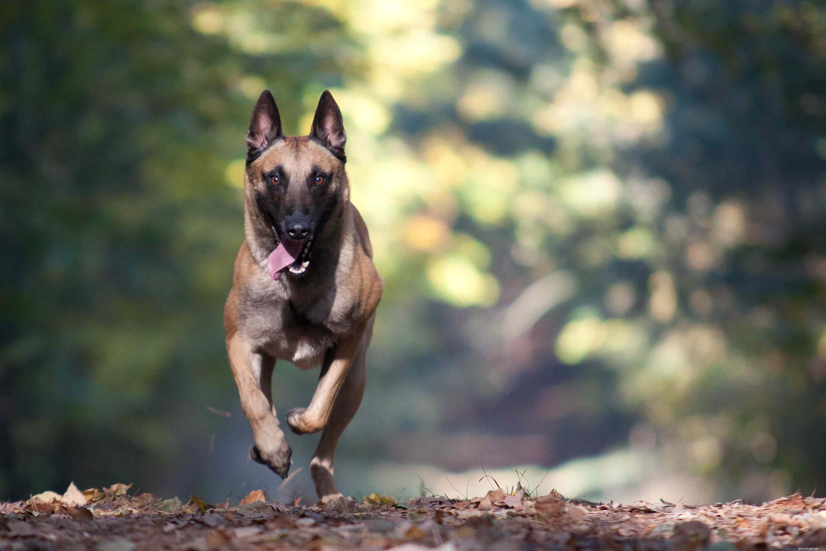 10 Dog Breeds That Demand Extra Care and Attention