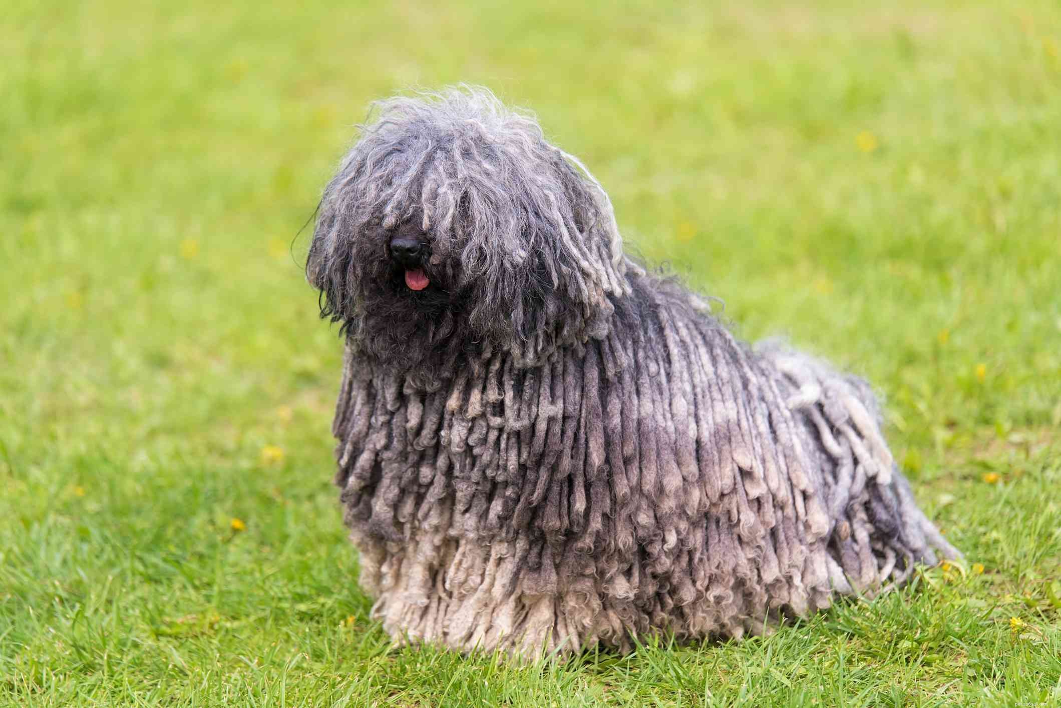 10 Dog Breeds That Demand Extra Care and Attention