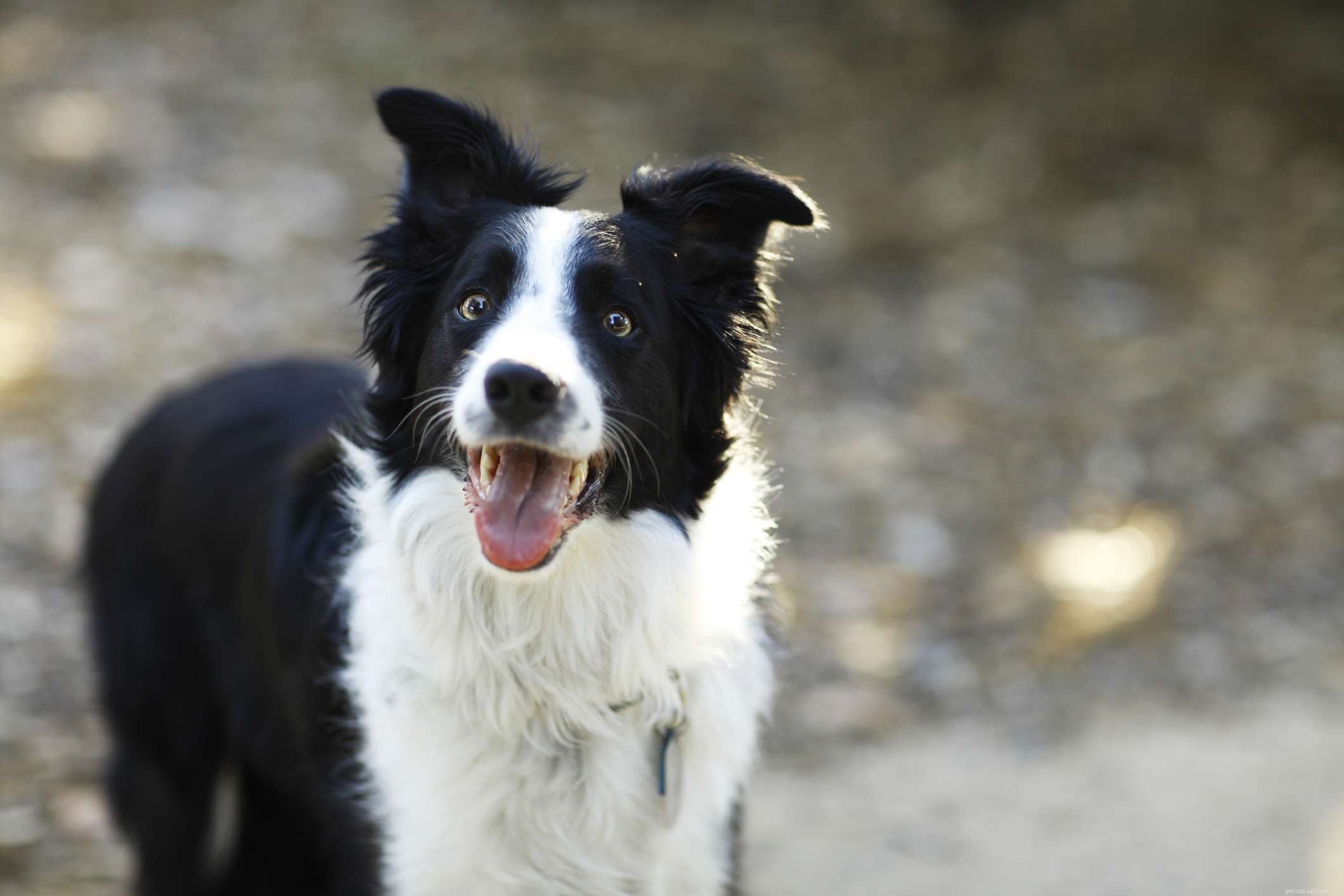 10 Dog Breeds That Demand Extra Care and Attention