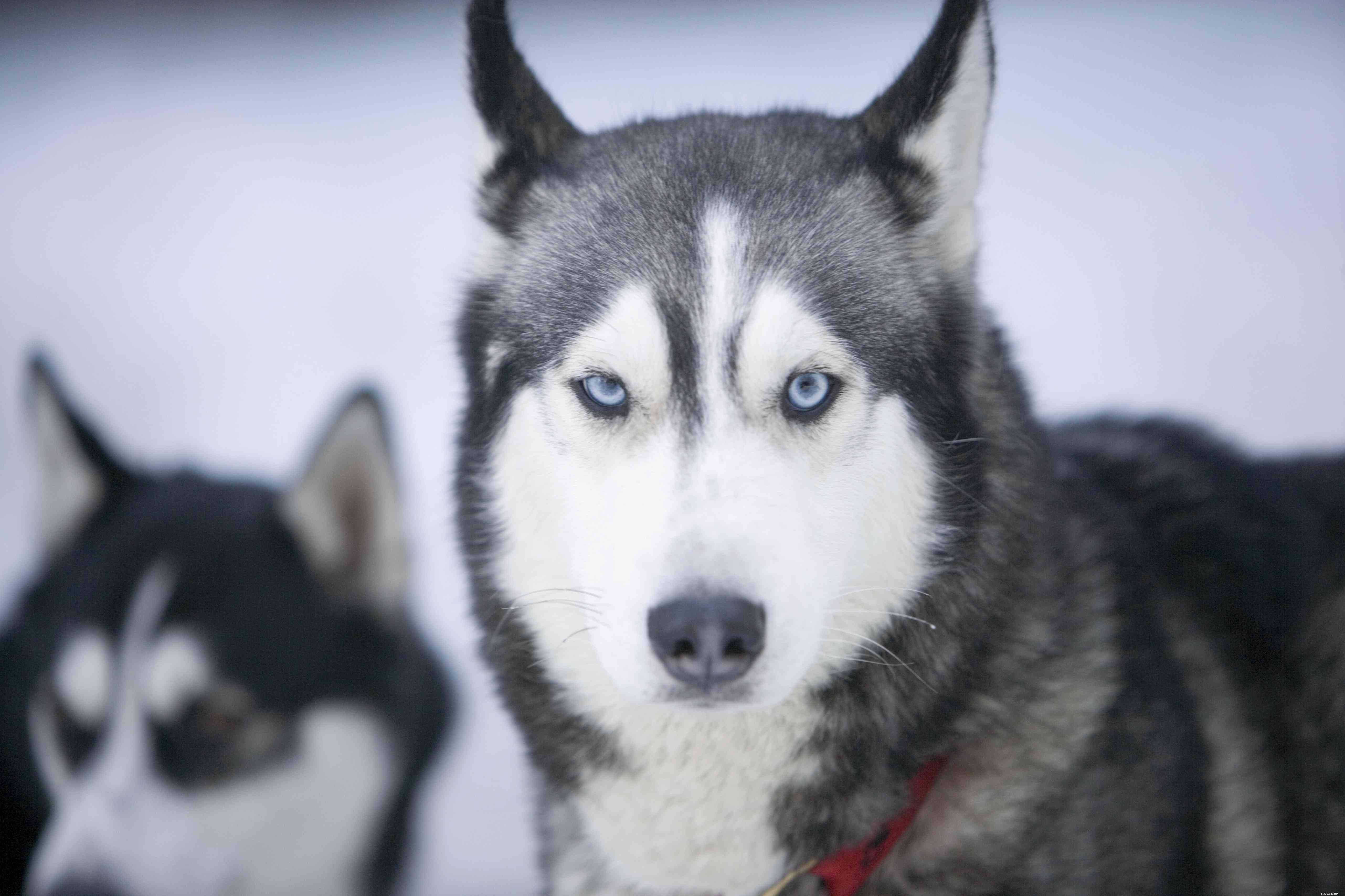 10 Dog Breeds That Demand Extra Care and Attention
