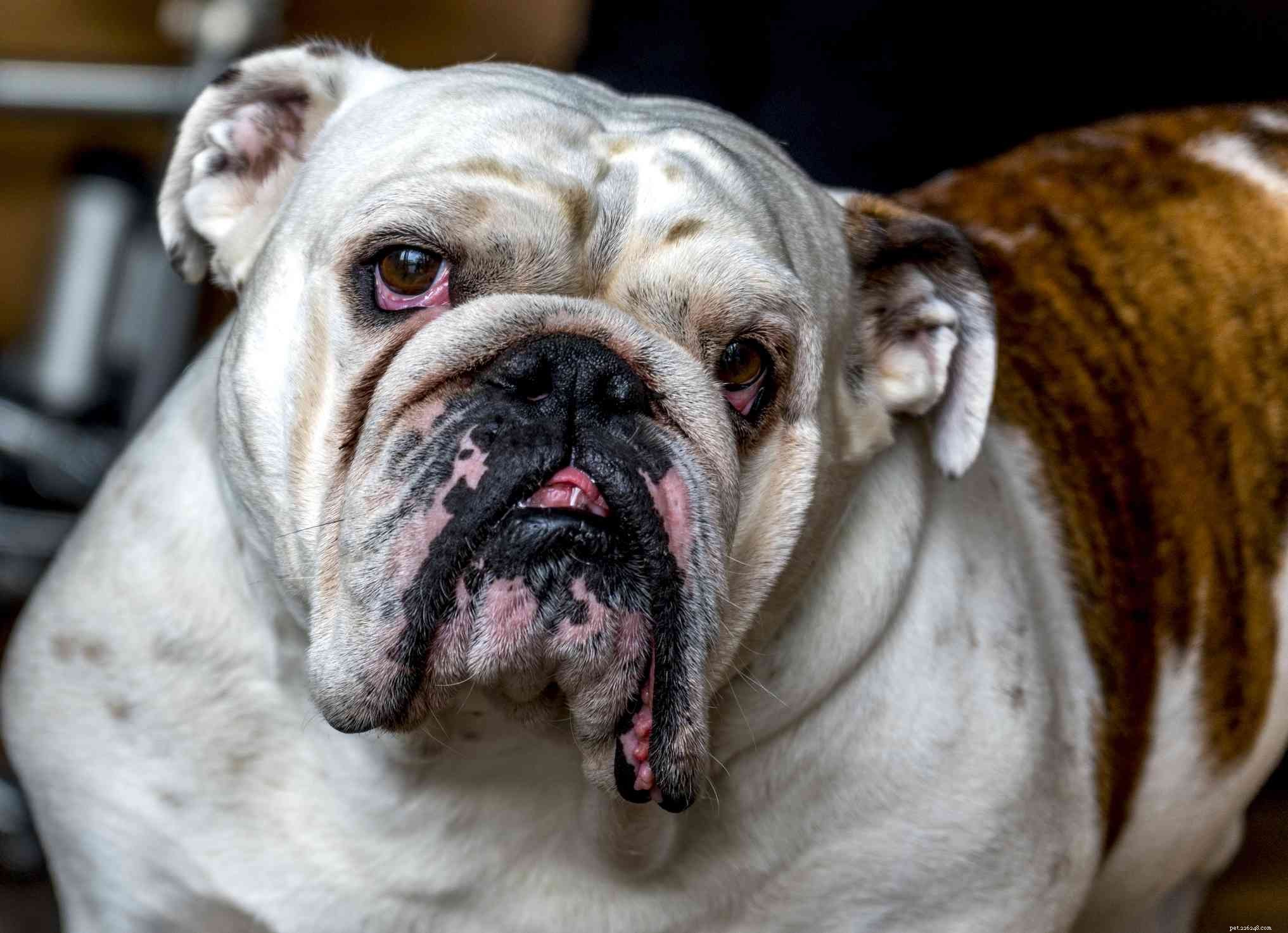 10 Dog Breeds That Demand Extra Care and Attention