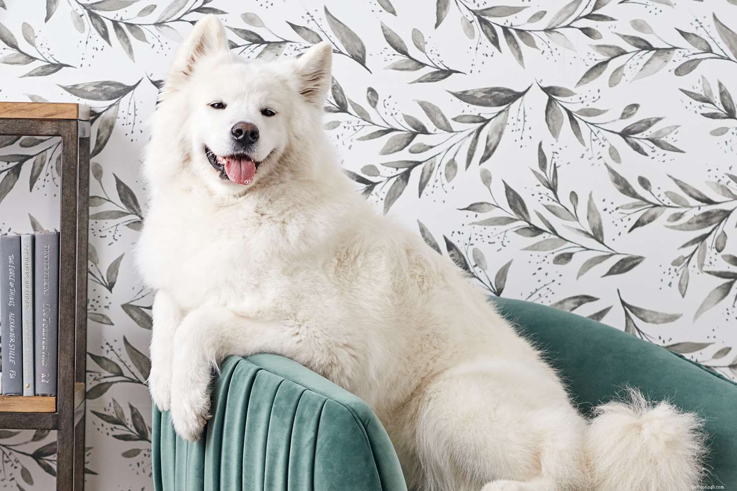 Top 10 Dog Breeds That Excel at Seizure Alerting