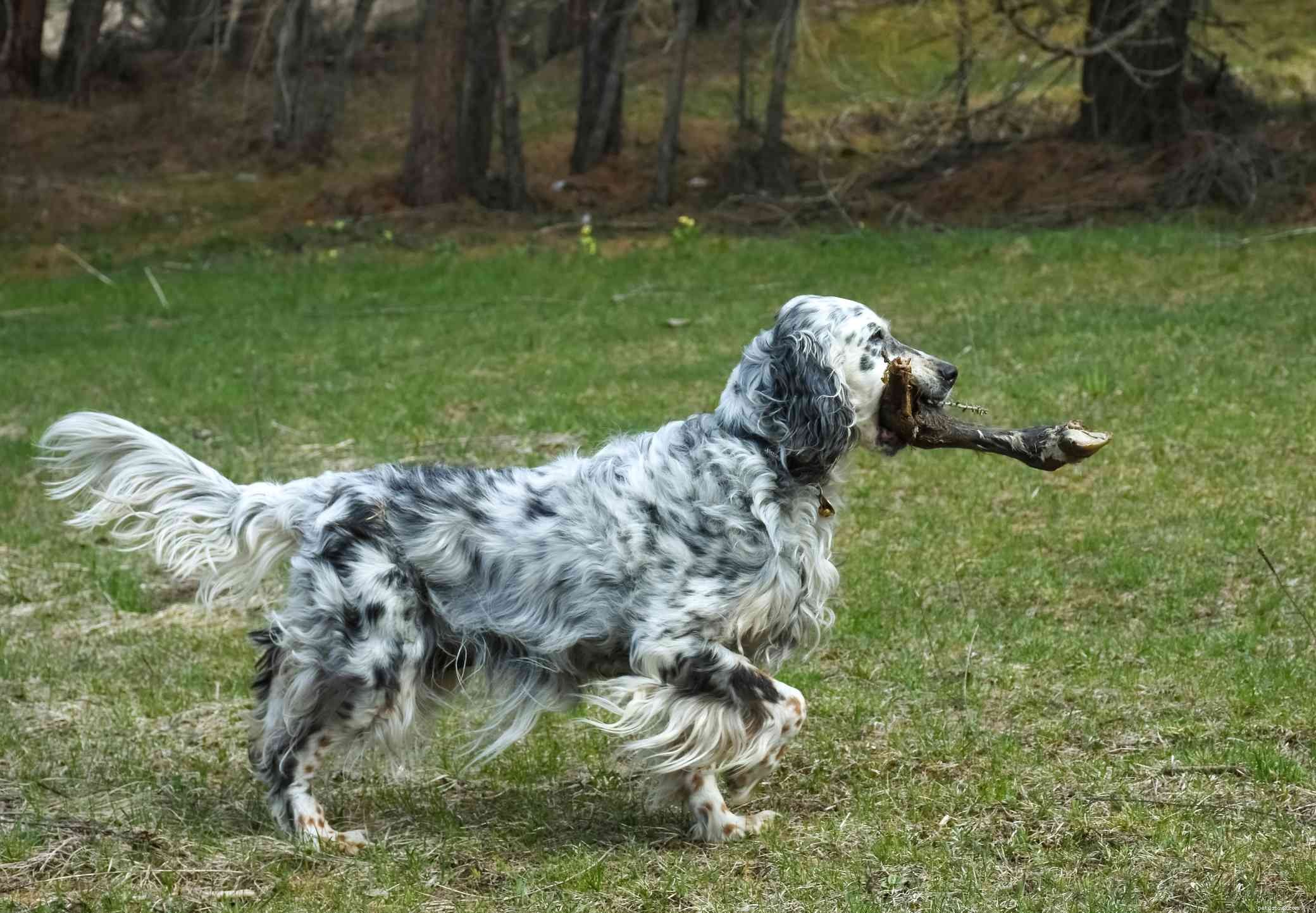 Top 10 Dog Breeds That Excel at Seizure Alerting