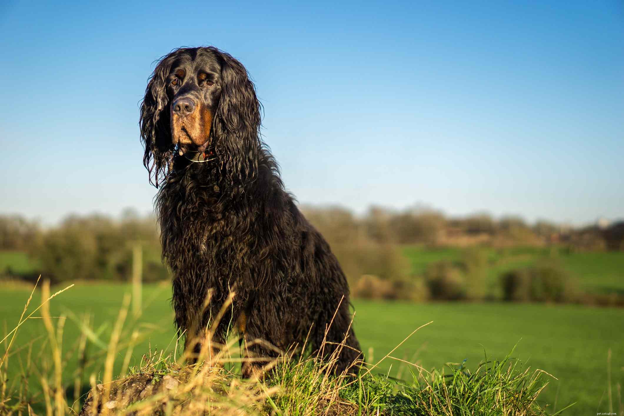 Top 10 Dog Breeds That Excel at Seizure Alerting