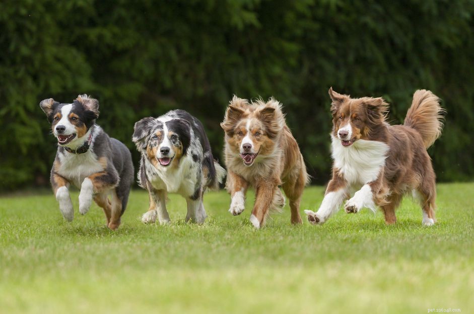 Top 10 High-Energy Dog Breeds for Active Owners