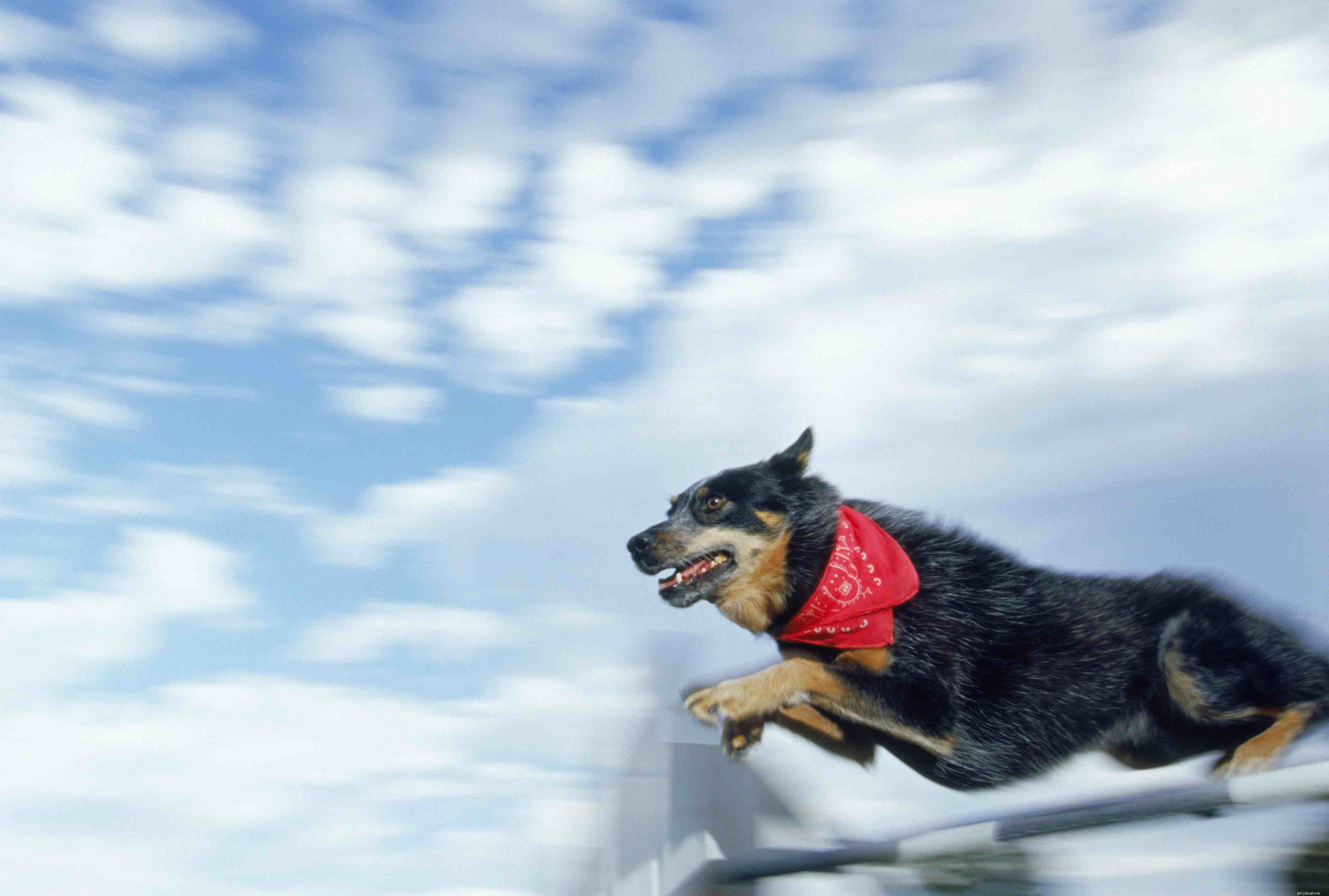 Top 10 High-Energy Dog Breeds for Active Owners
