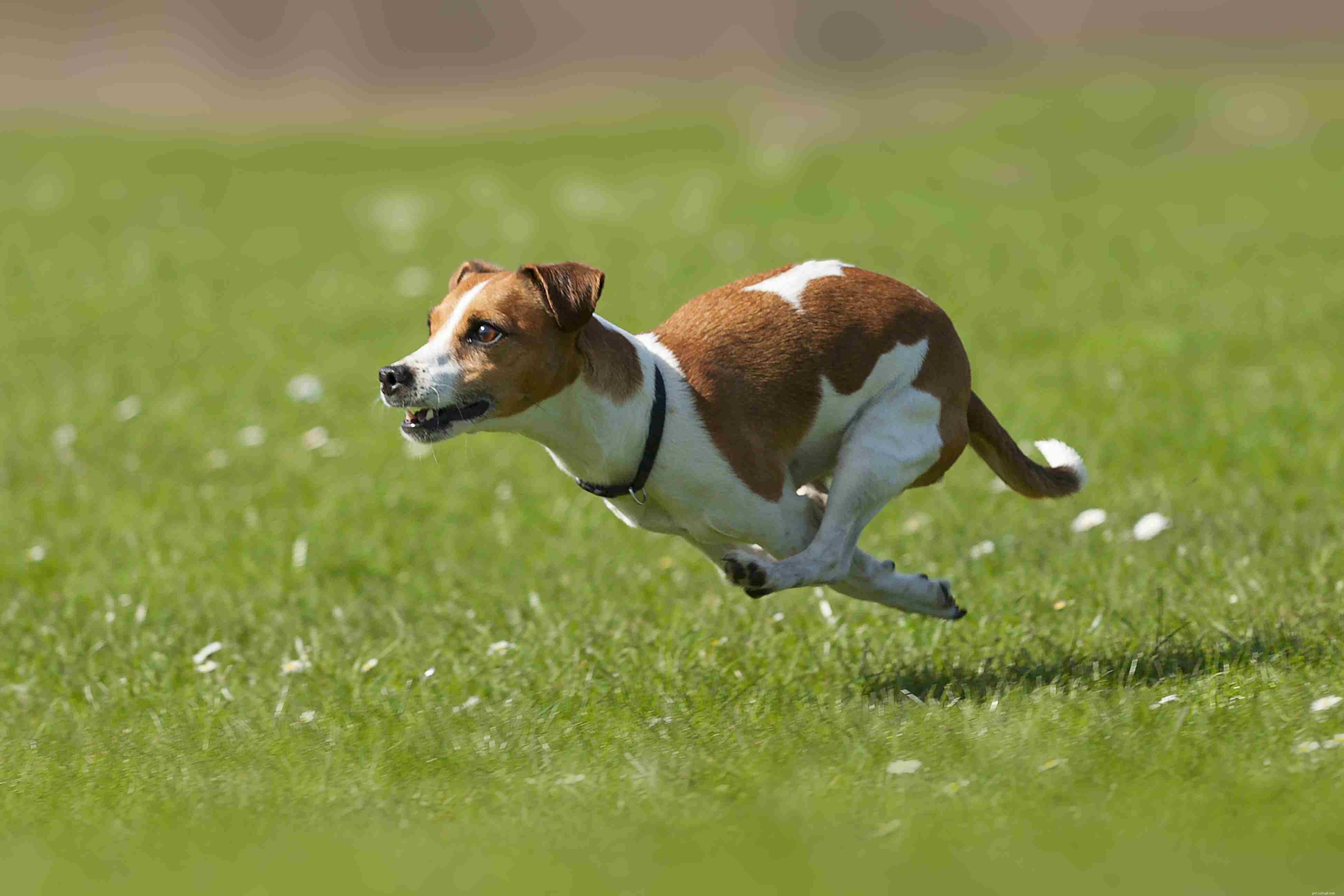 Top 10 High-Energy Dog Breeds for Active Owners