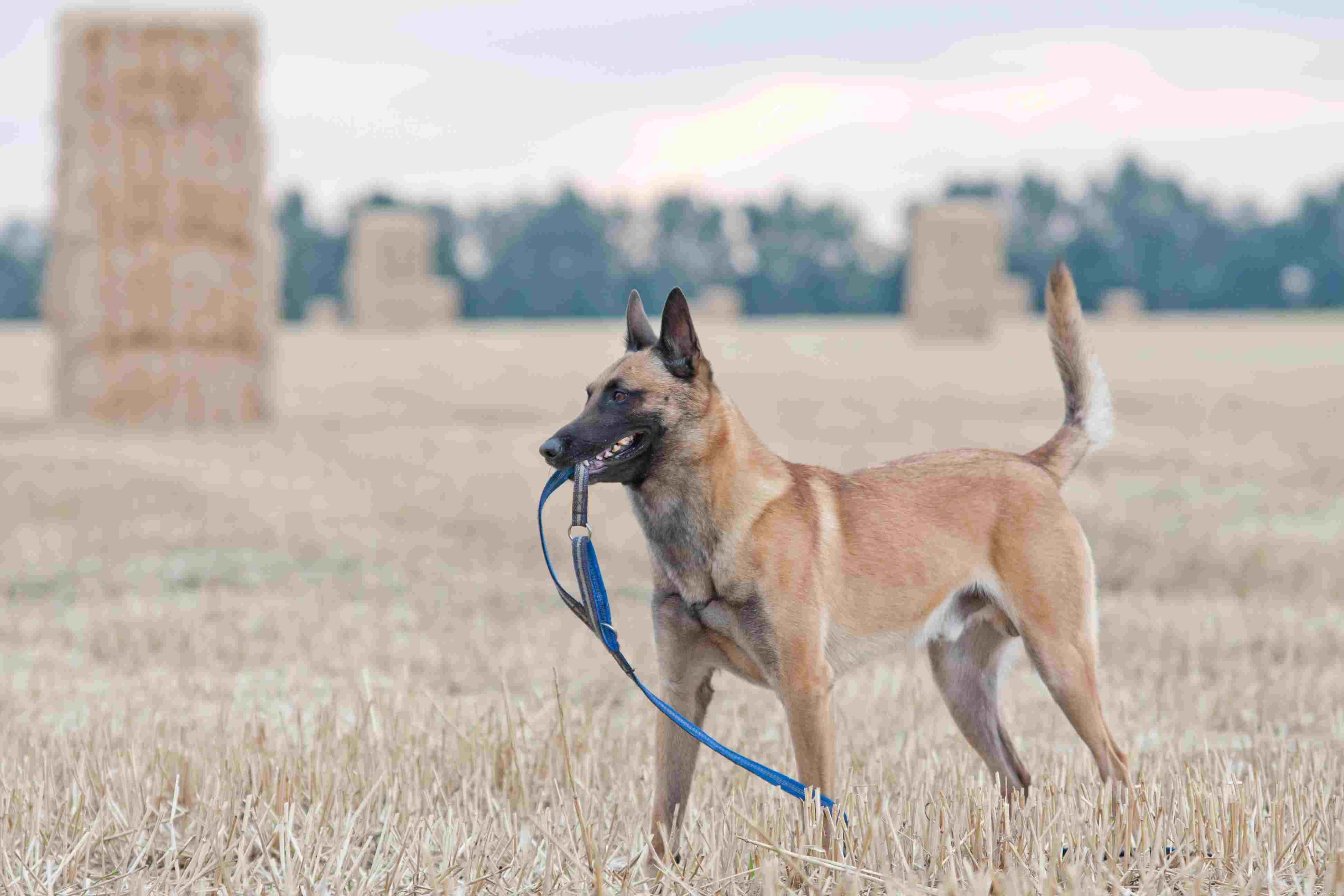 Top 10 High-Energy Dog Breeds for Active Owners