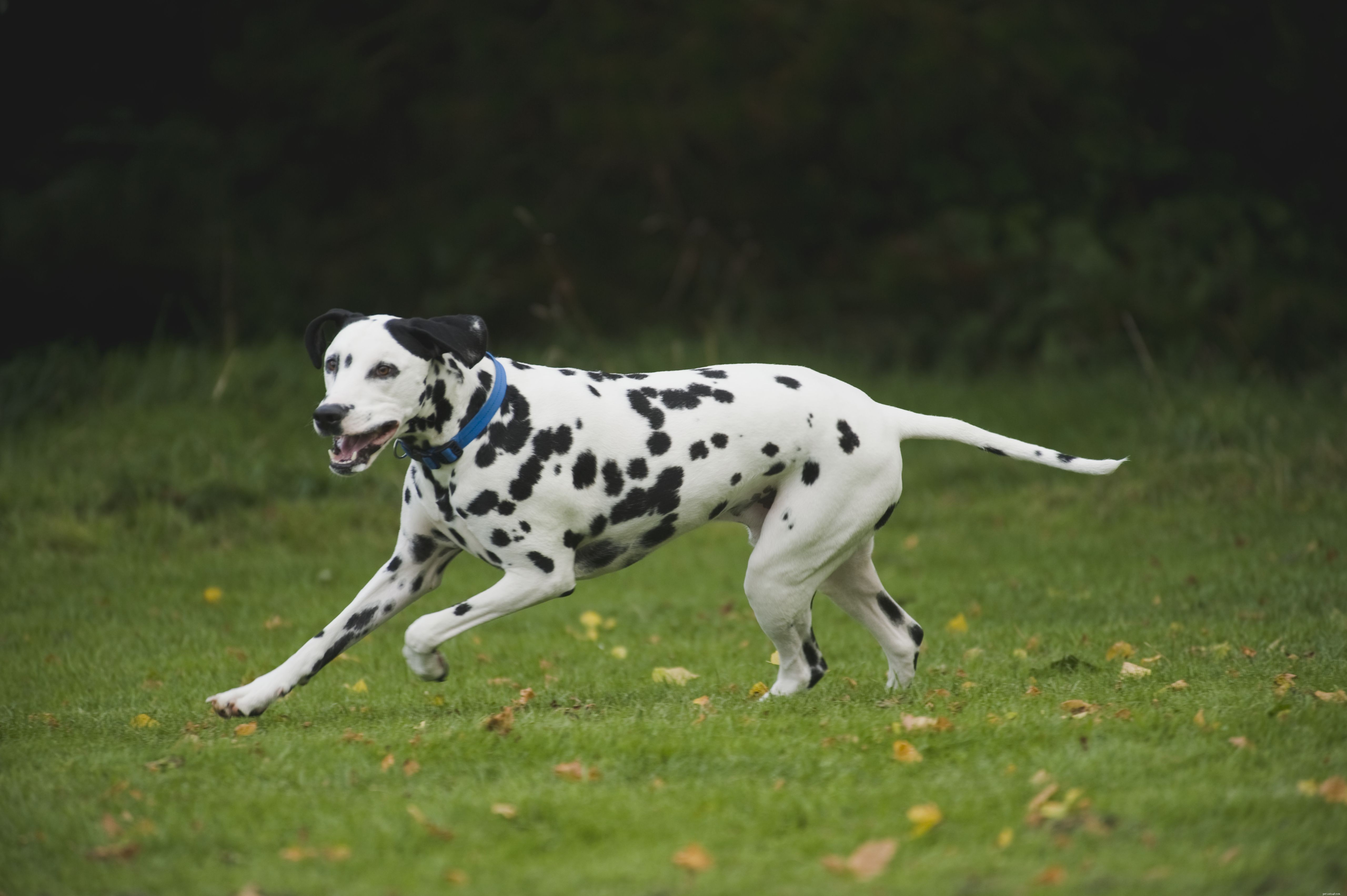 Top 10 High-Energy Dog Breeds for Active Owners