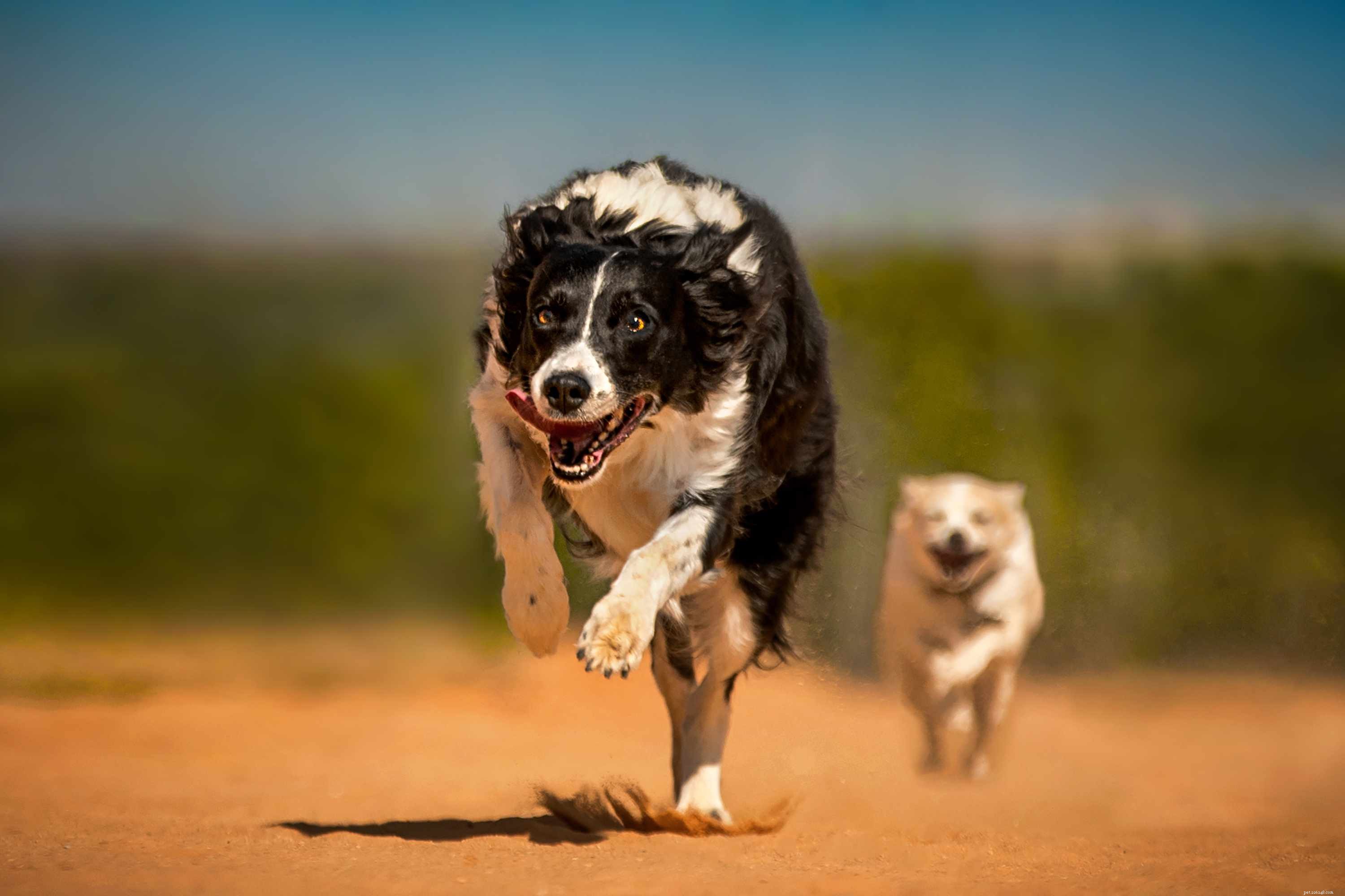 Top 10 Fastest Dog Breeds for Speed Enthusiasts
