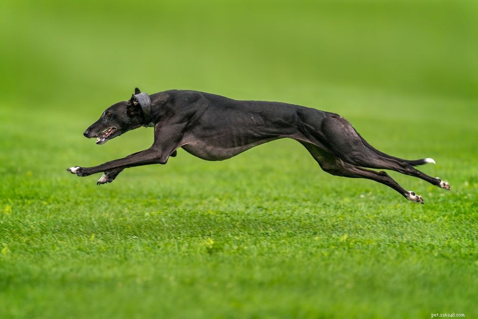 Top 10 Fastest Dog Breeds for Speed Enthusiasts