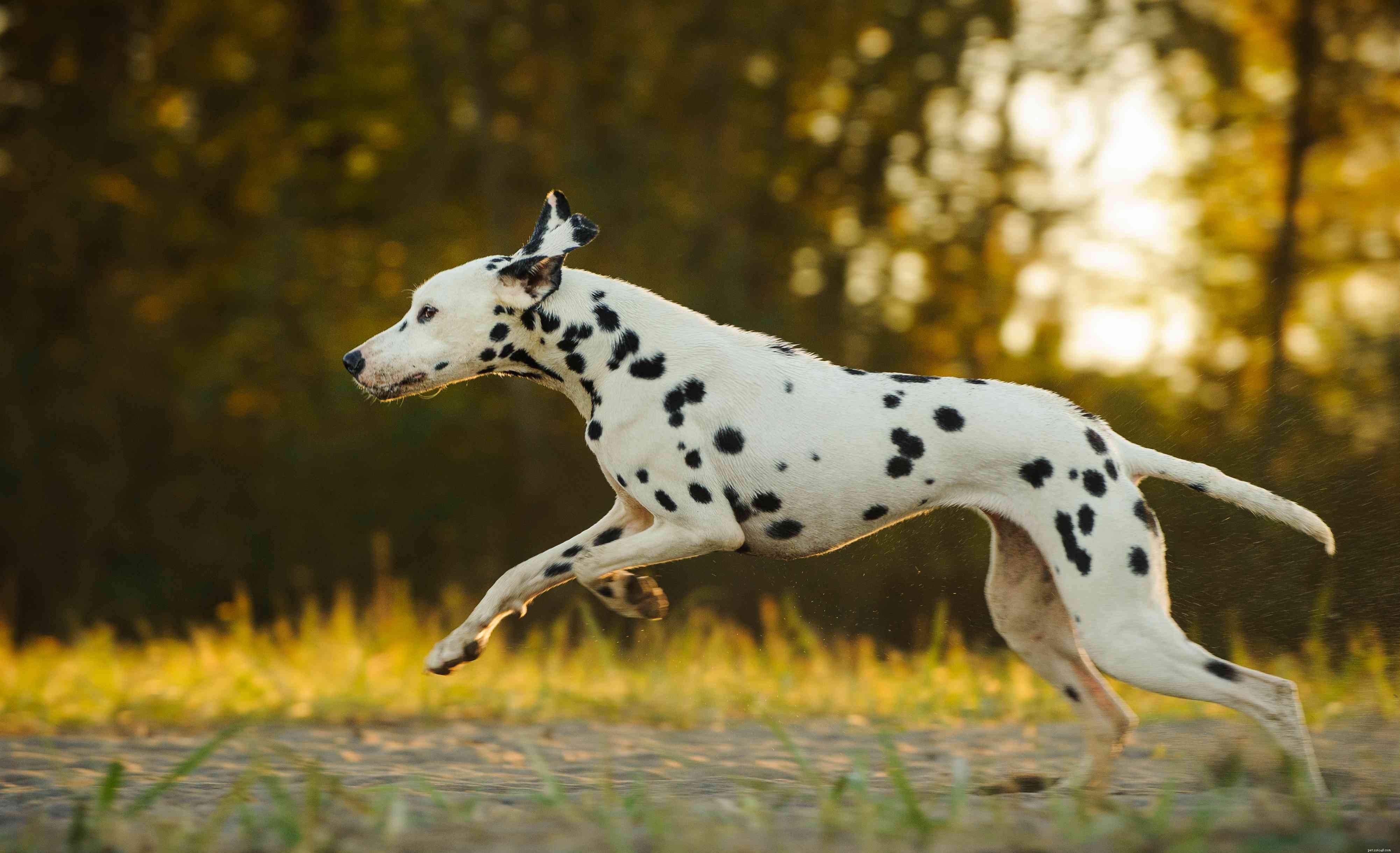 Top 10 Fastest Dog Breeds for Speed Enthusiasts