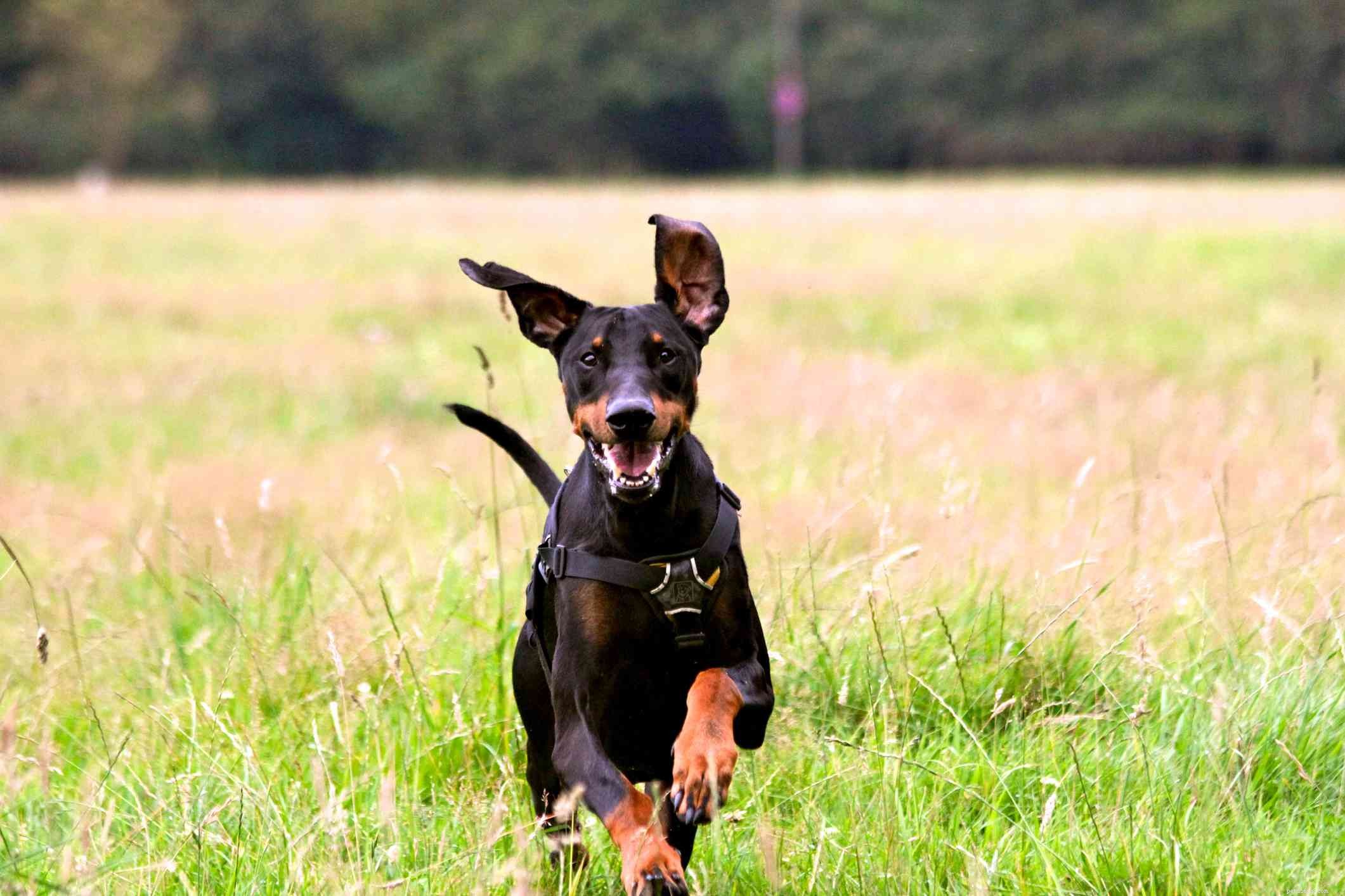 Top 10 Fastest Dog Breeds for Speed Enthusiasts