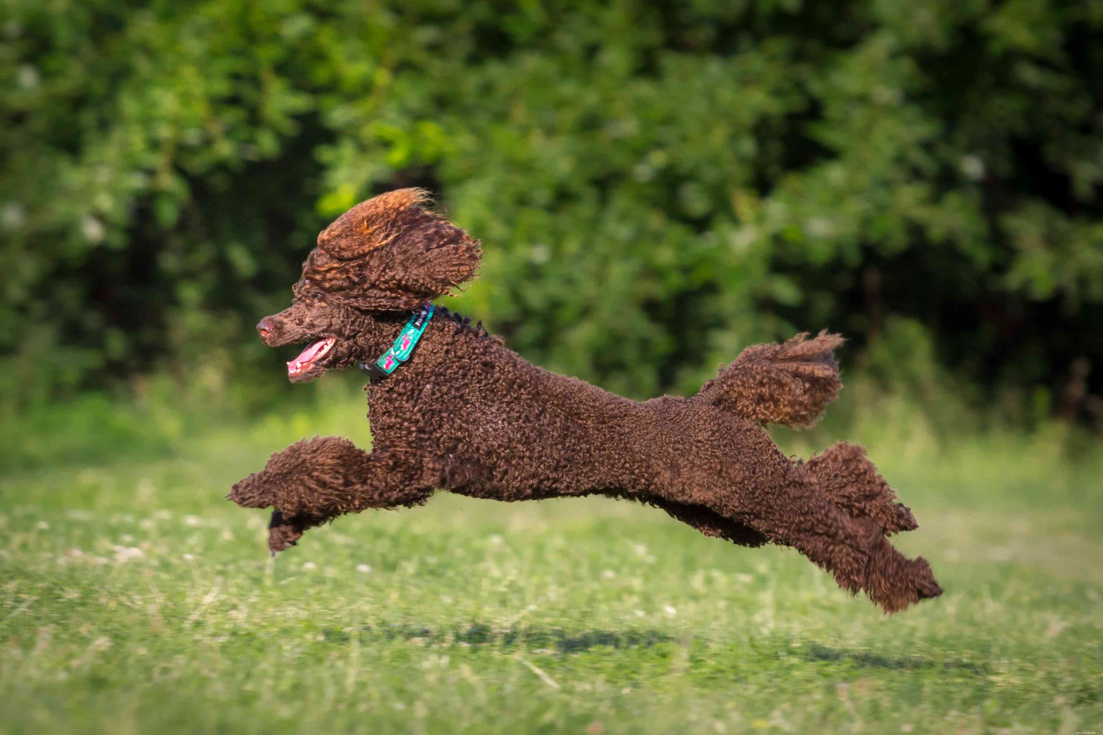 Top 10 Fastest Dog Breeds for Speed Enthusiasts