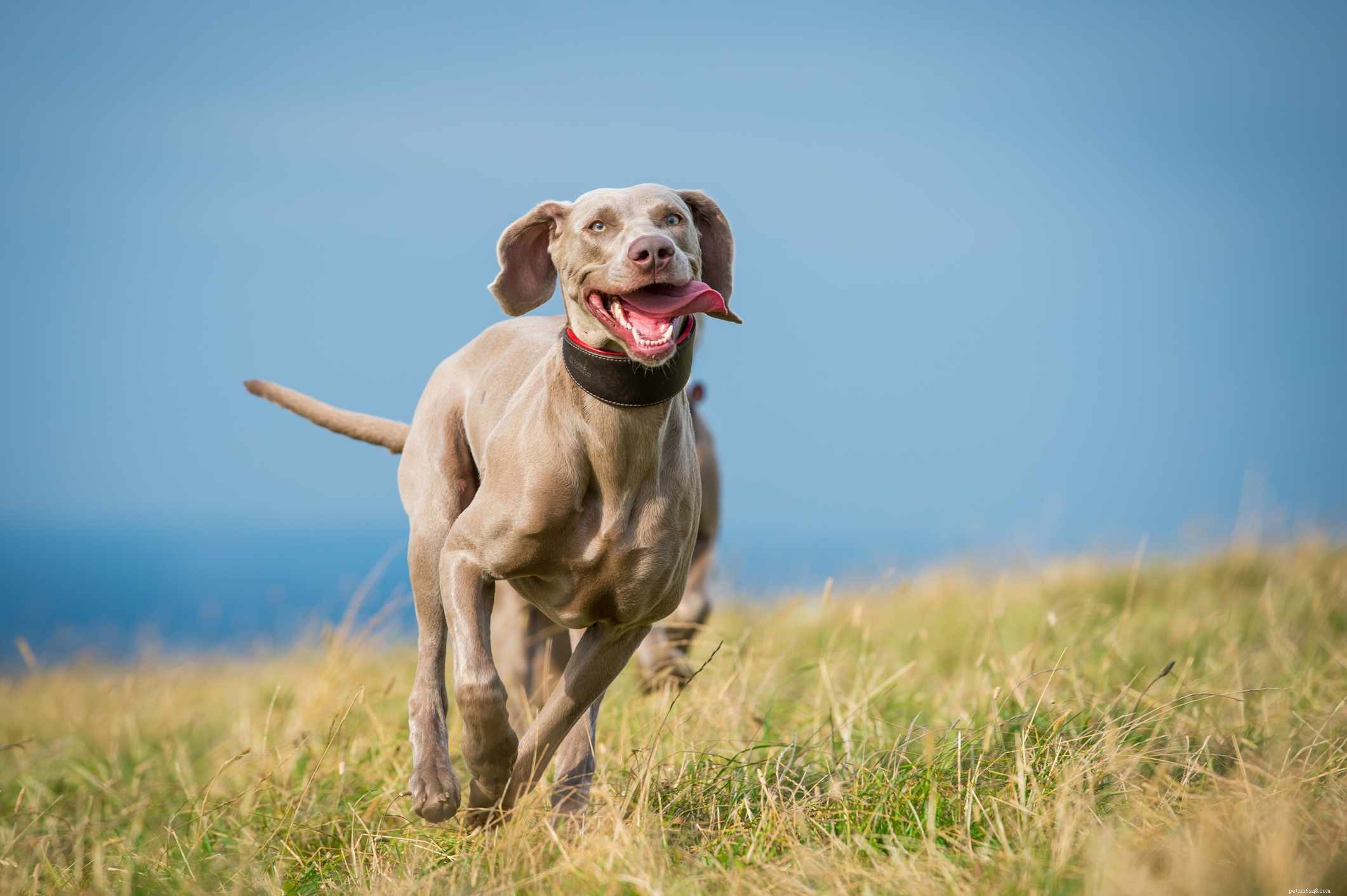 Top 10 Fastest Dog Breeds for Speed Enthusiasts
