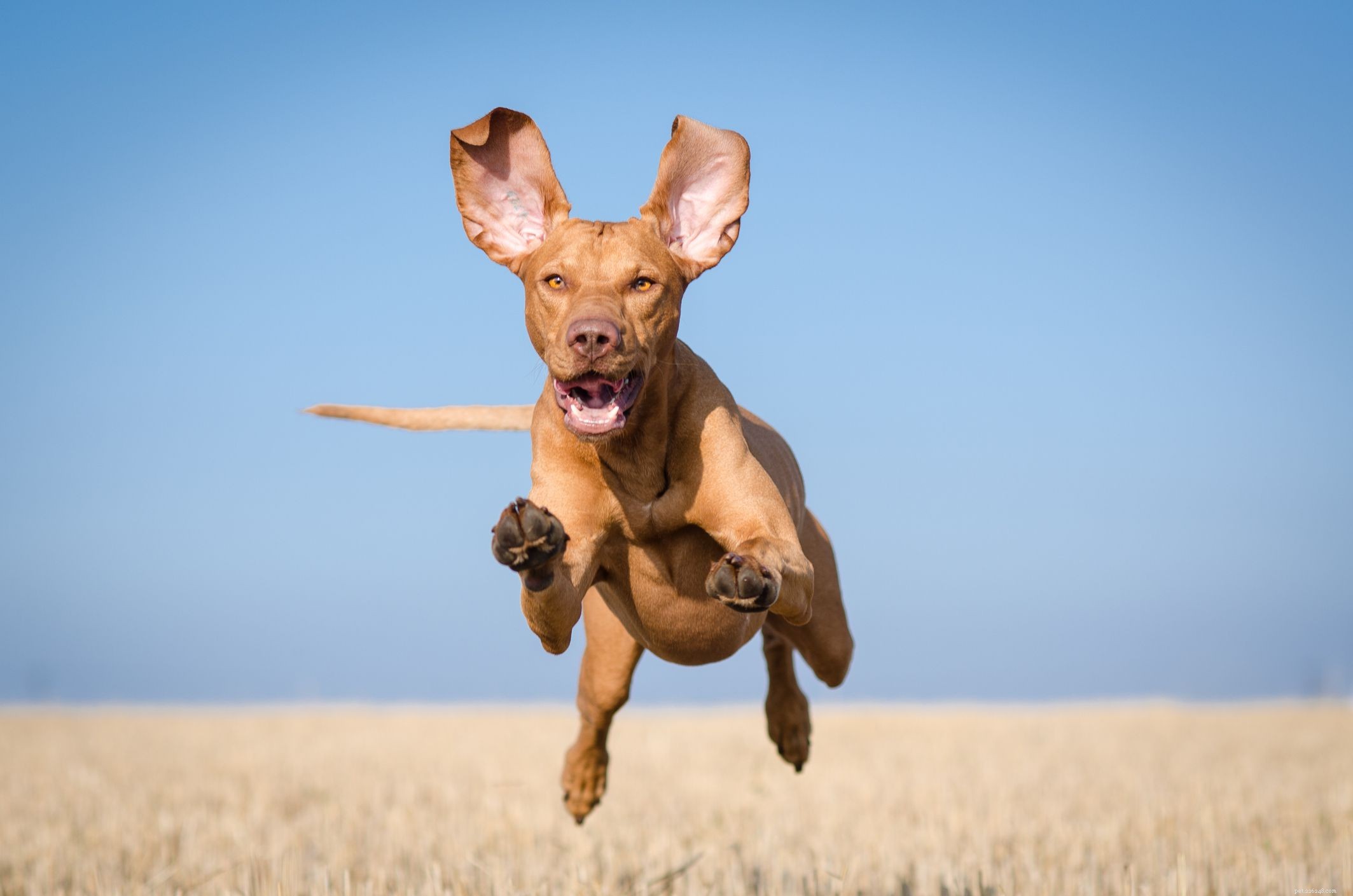 Top 10 Fastest Dog Breeds for Speed Enthusiasts