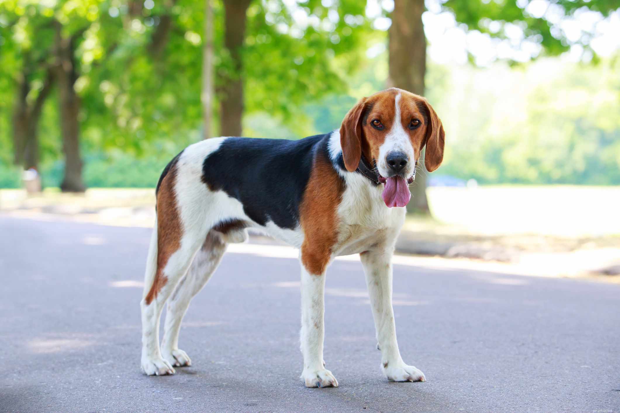 Top 10 Scent-Tracking Hound Breeds: Superior Nose Powers