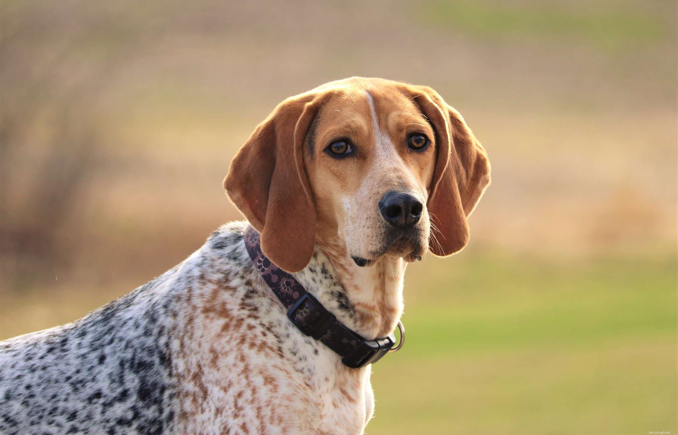 Top 10 Scent-Tracking Hound Breeds: Superior Nose Powers