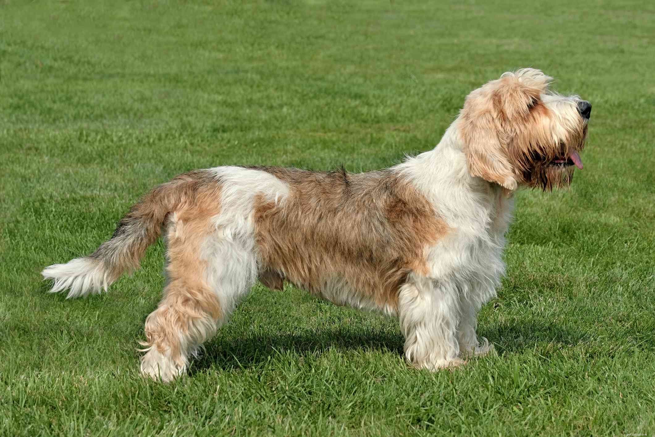 Top 10 Scent-Tracking Hound Breeds: Superior Nose Powers