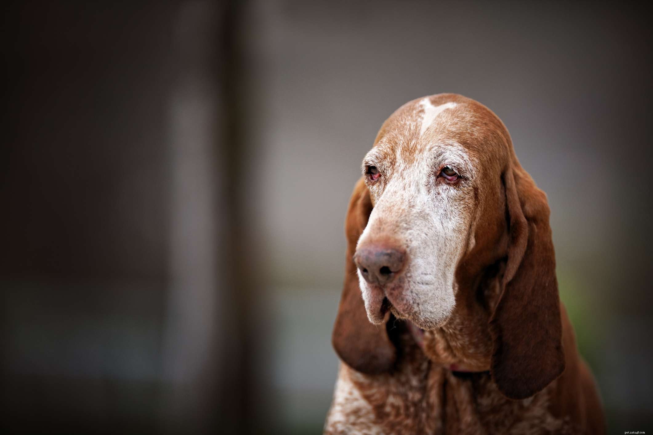 Top 10 Scent-Tracking Hound Breeds: Superior Nose Powers