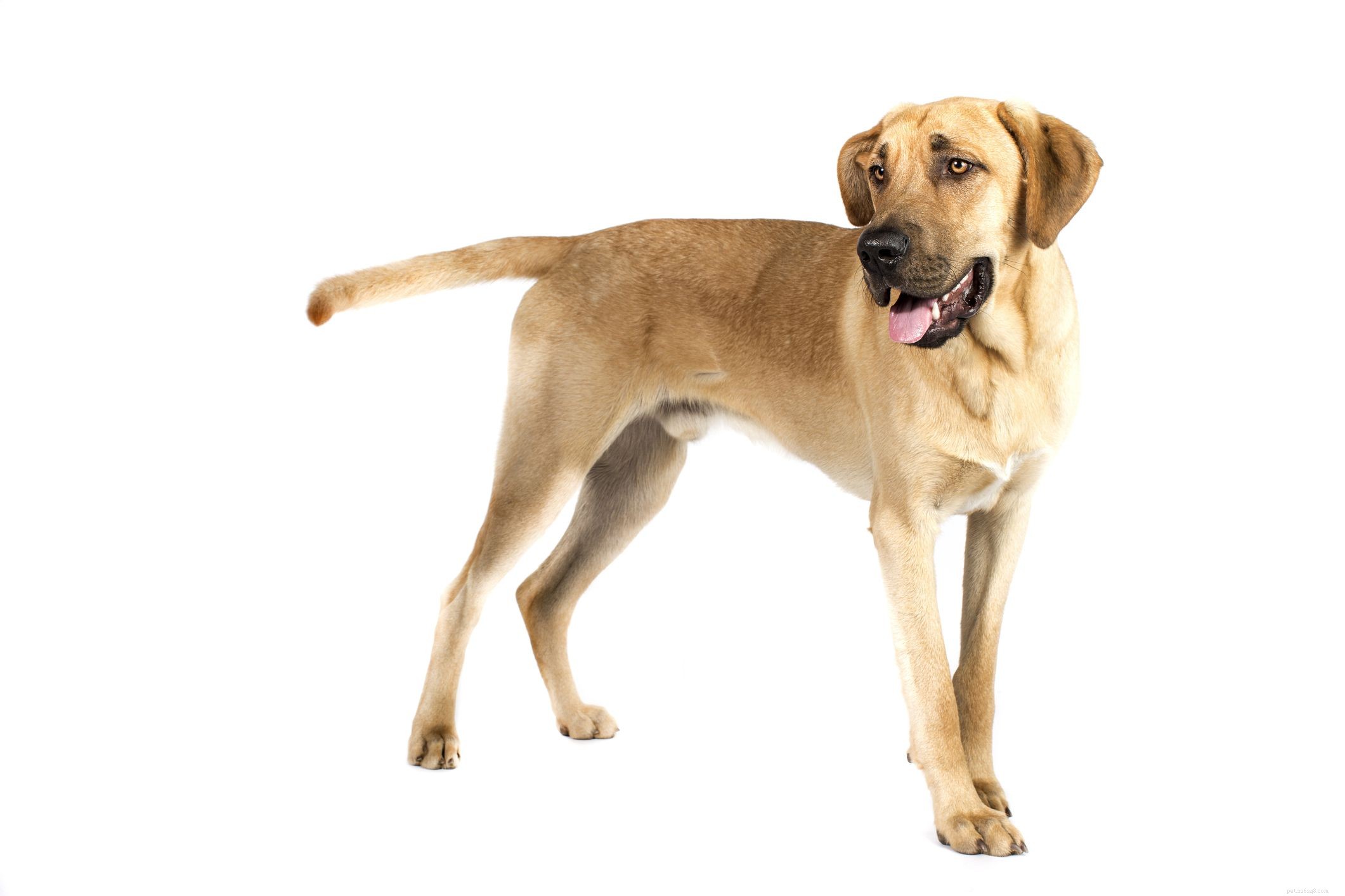 Top 10 Nordic Dog Breeds for Thriving in Cold Weather