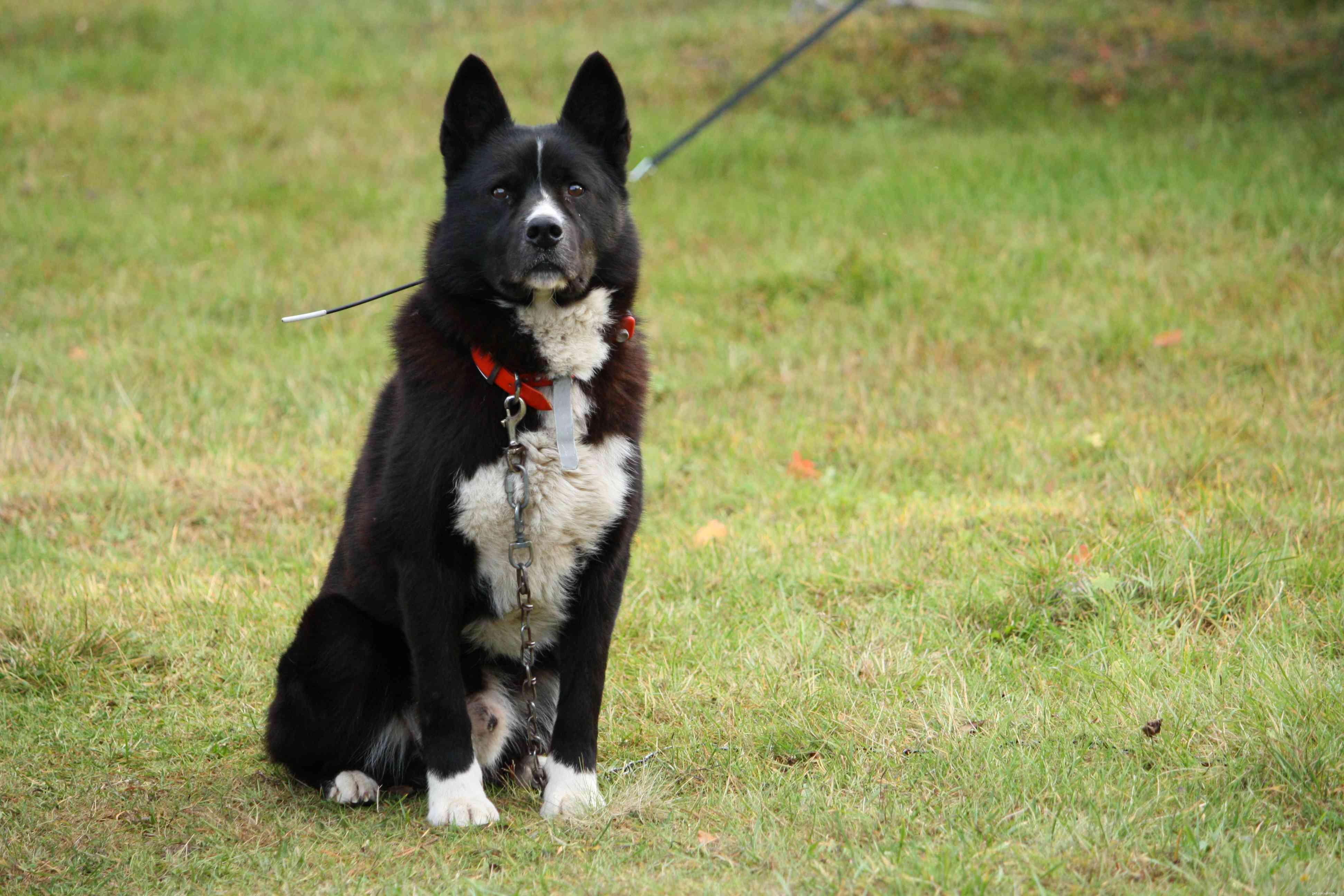 Top 10 Nordic Dog Breeds for Thriving in Cold Weather