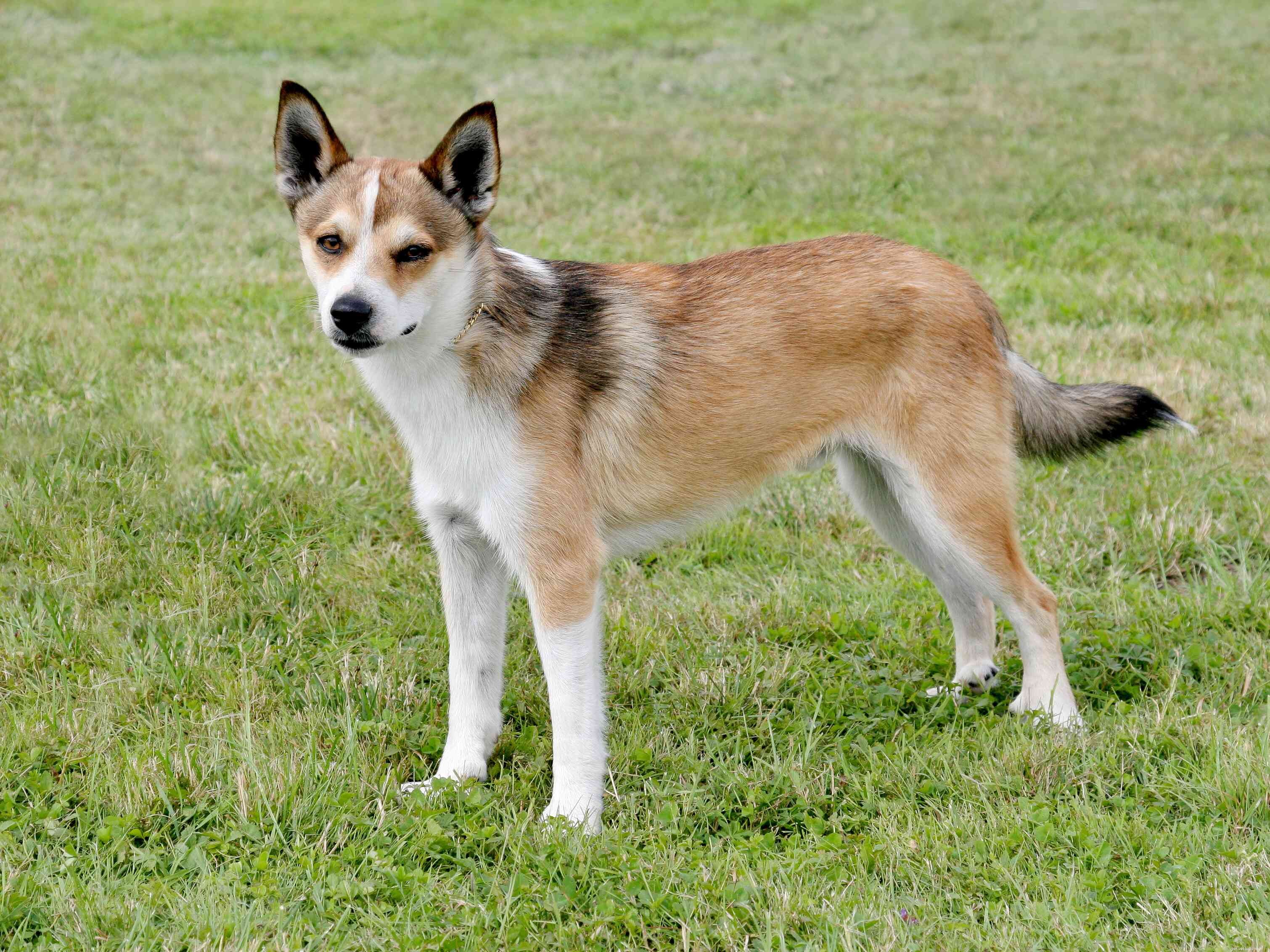 Top 10 Nordic Dog Breeds for Thriving in Cold Weather