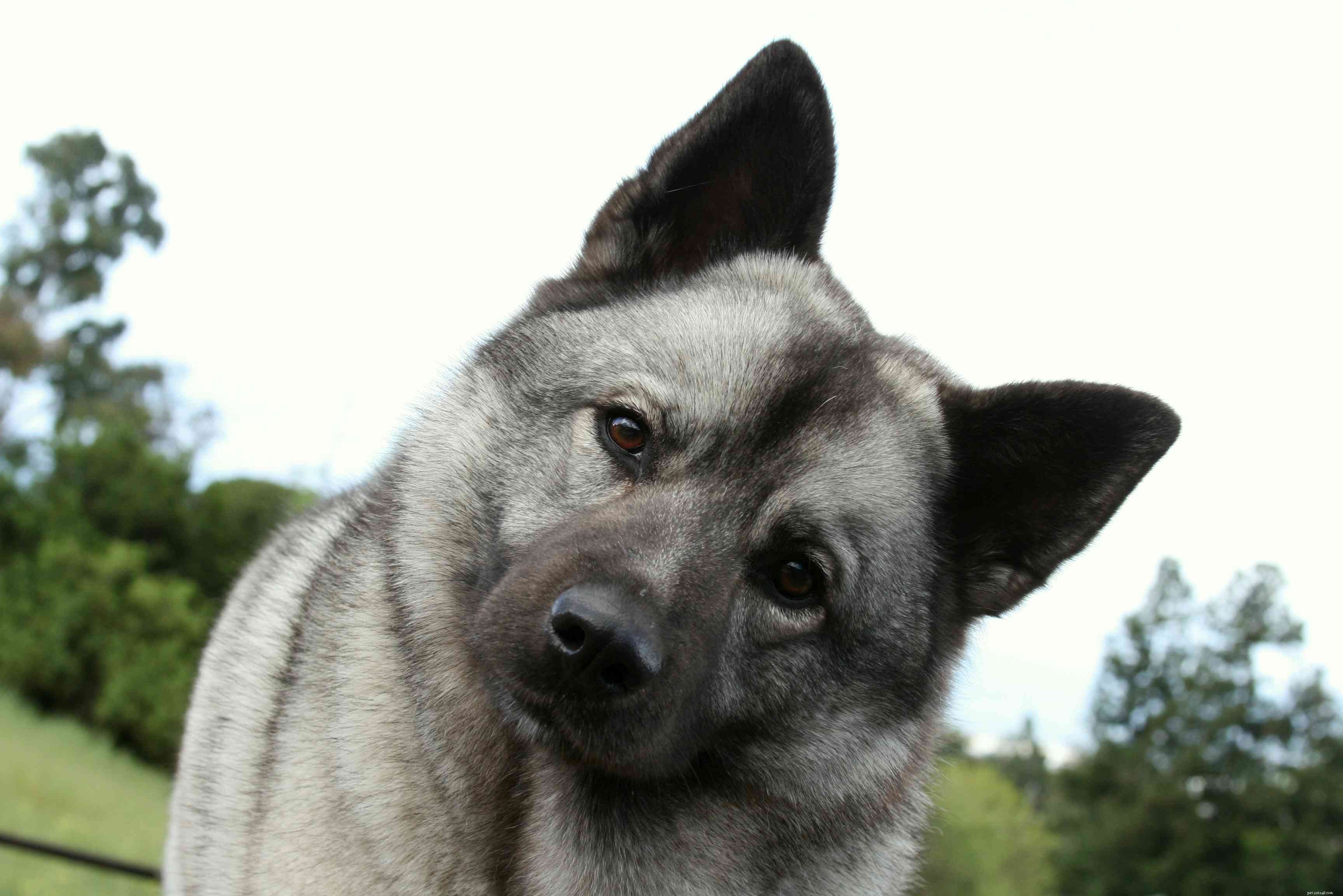 Top 10 Nordic Dog Breeds for Thriving in Cold Weather