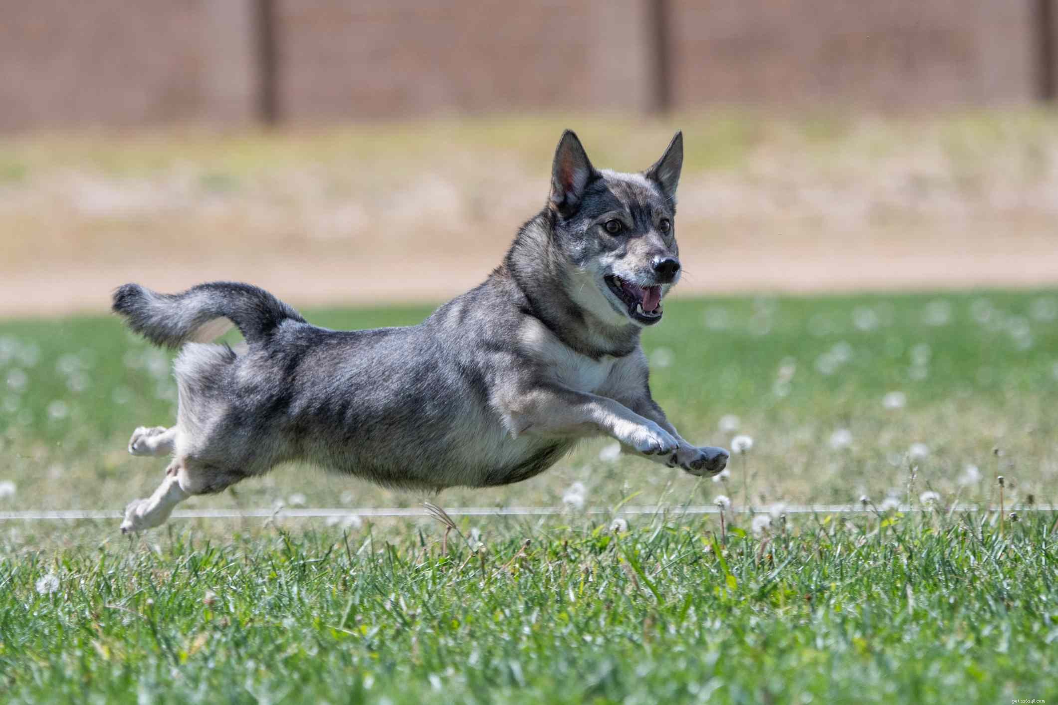 Top 10 Nordic Dog Breeds for Thriving in Cold Weather