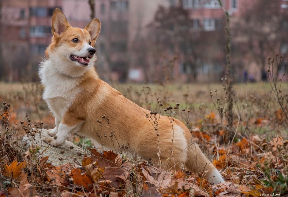 Explore 7 Iconic Welsh Dog Breeds: Heritage, Traits & Ideal Homes