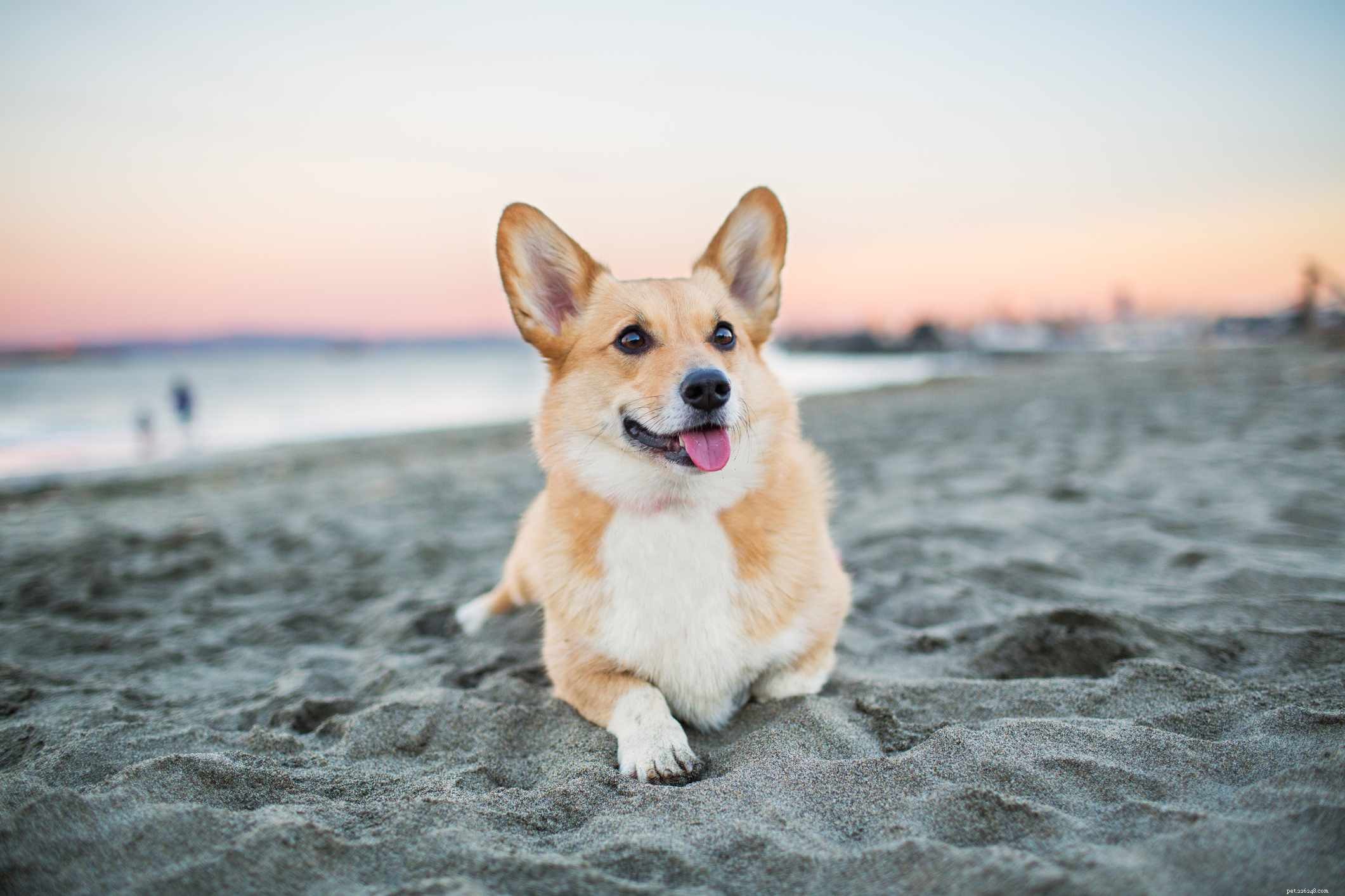 Explore 7 Iconic Welsh Dog Breeds: Heritage, Traits & Ideal Homes
