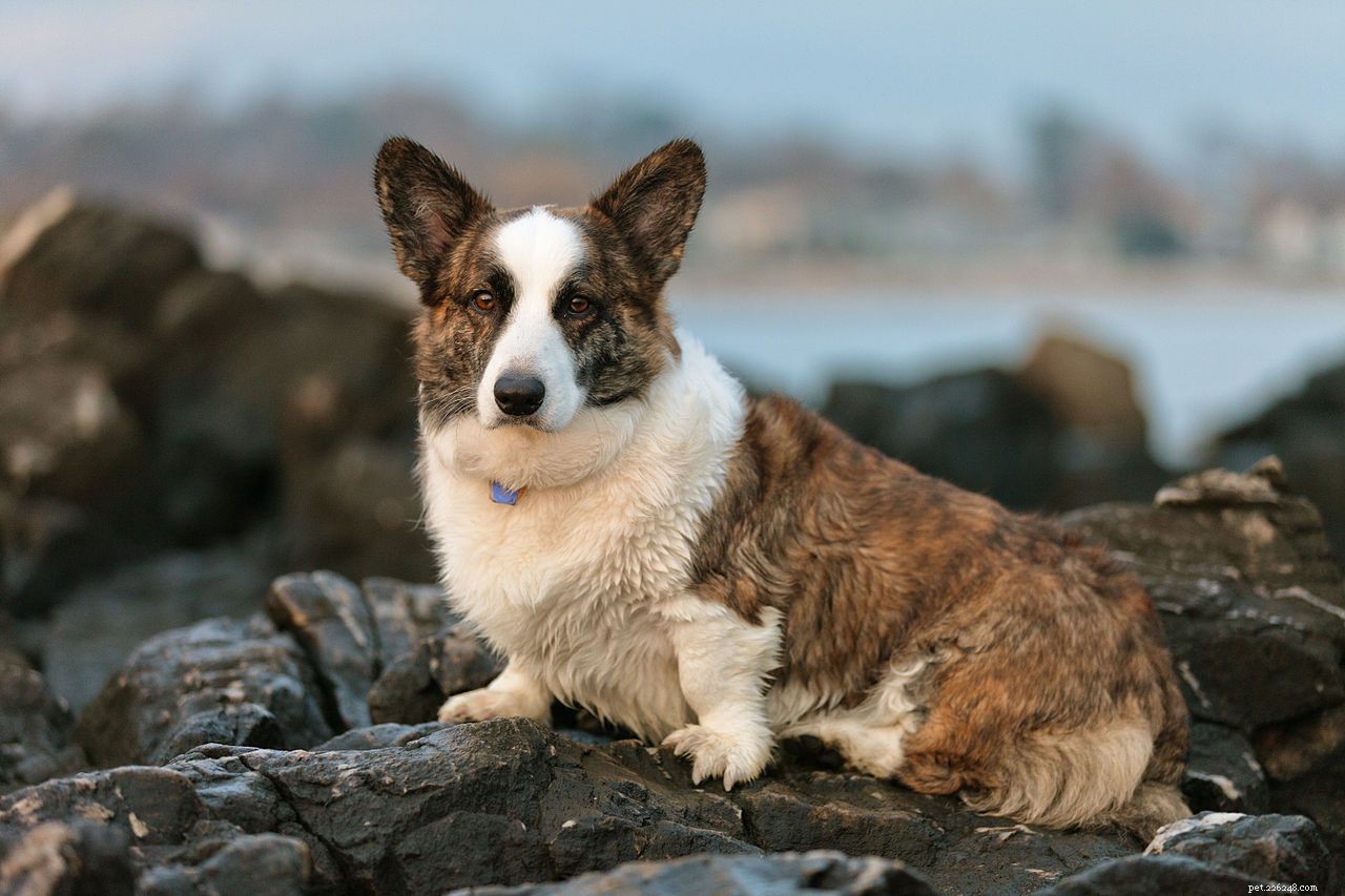 Explore 7 Iconic Welsh Dog Breeds: Heritage, Traits & Ideal Homes