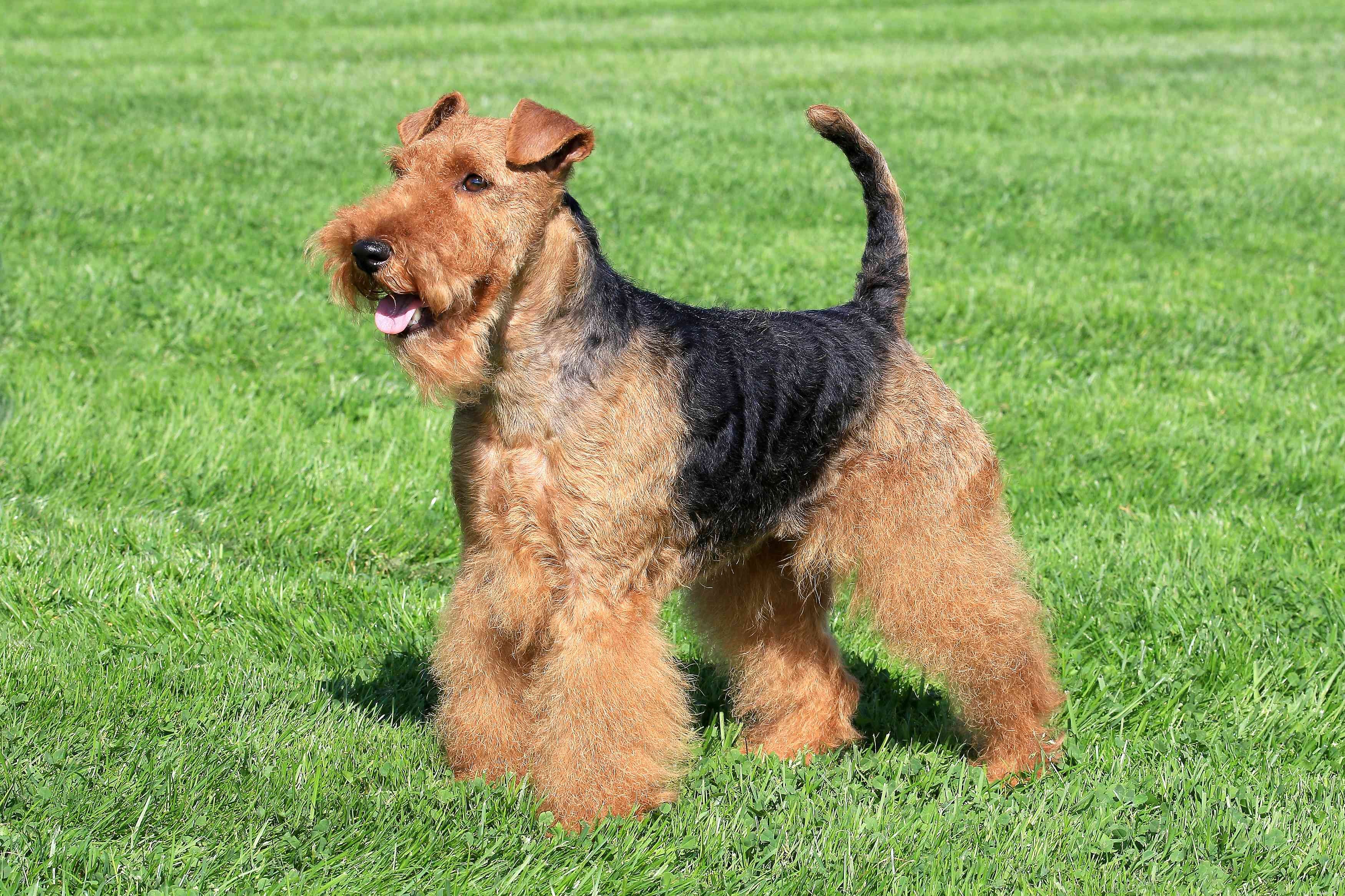 Explore 7 Iconic Welsh Dog Breeds: Heritage, Traits & Ideal Homes
