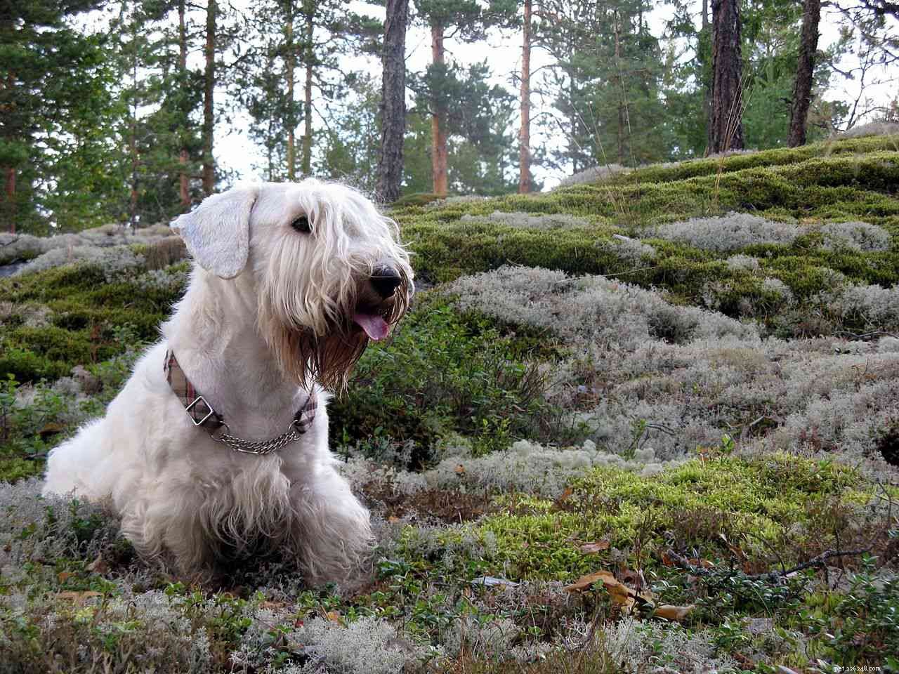 Explore 7 Iconic Welsh Dog Breeds: Heritage, Traits & Ideal Homes